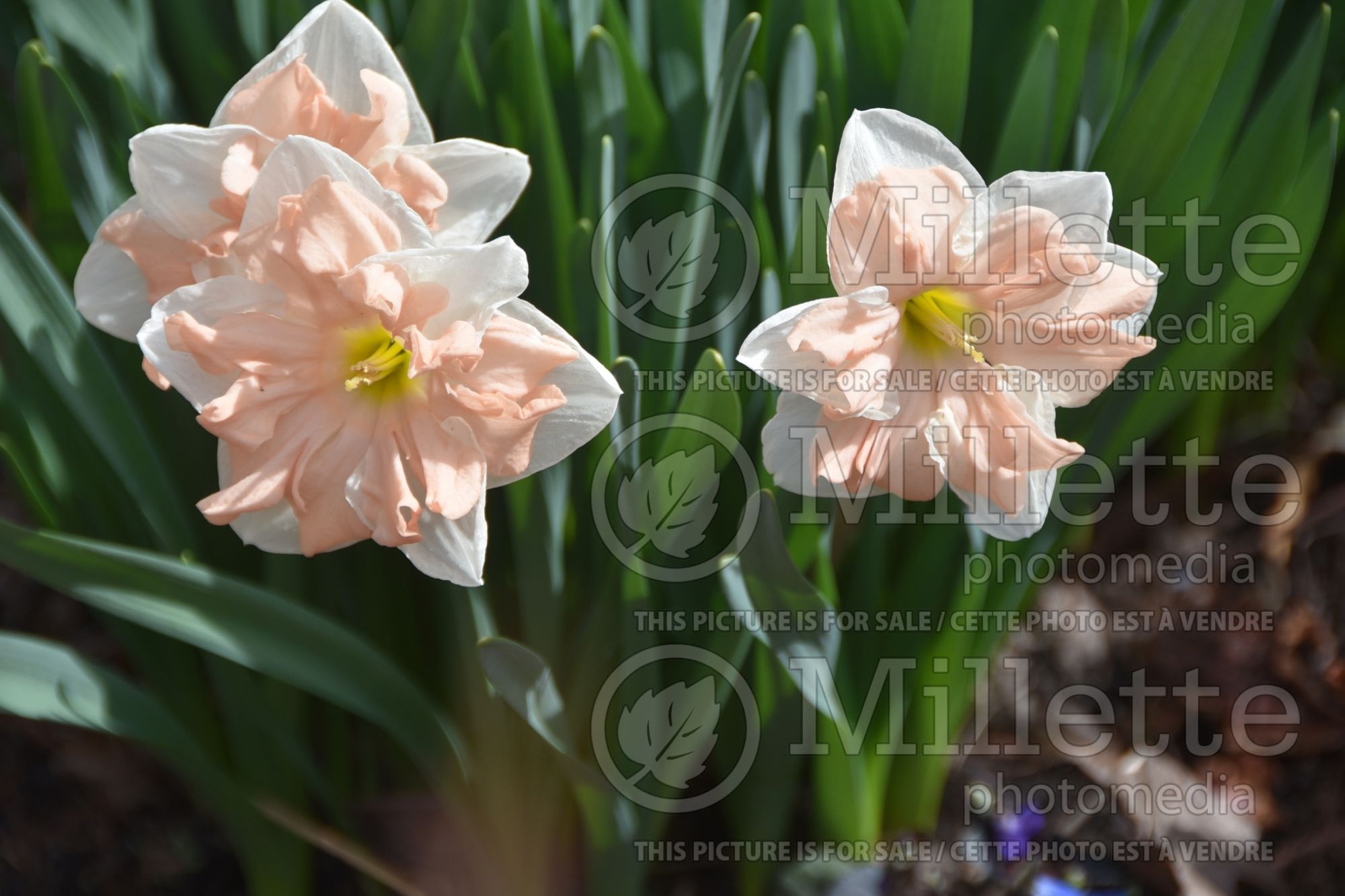Narcissus Apricot Whirl (Daffodil) 3