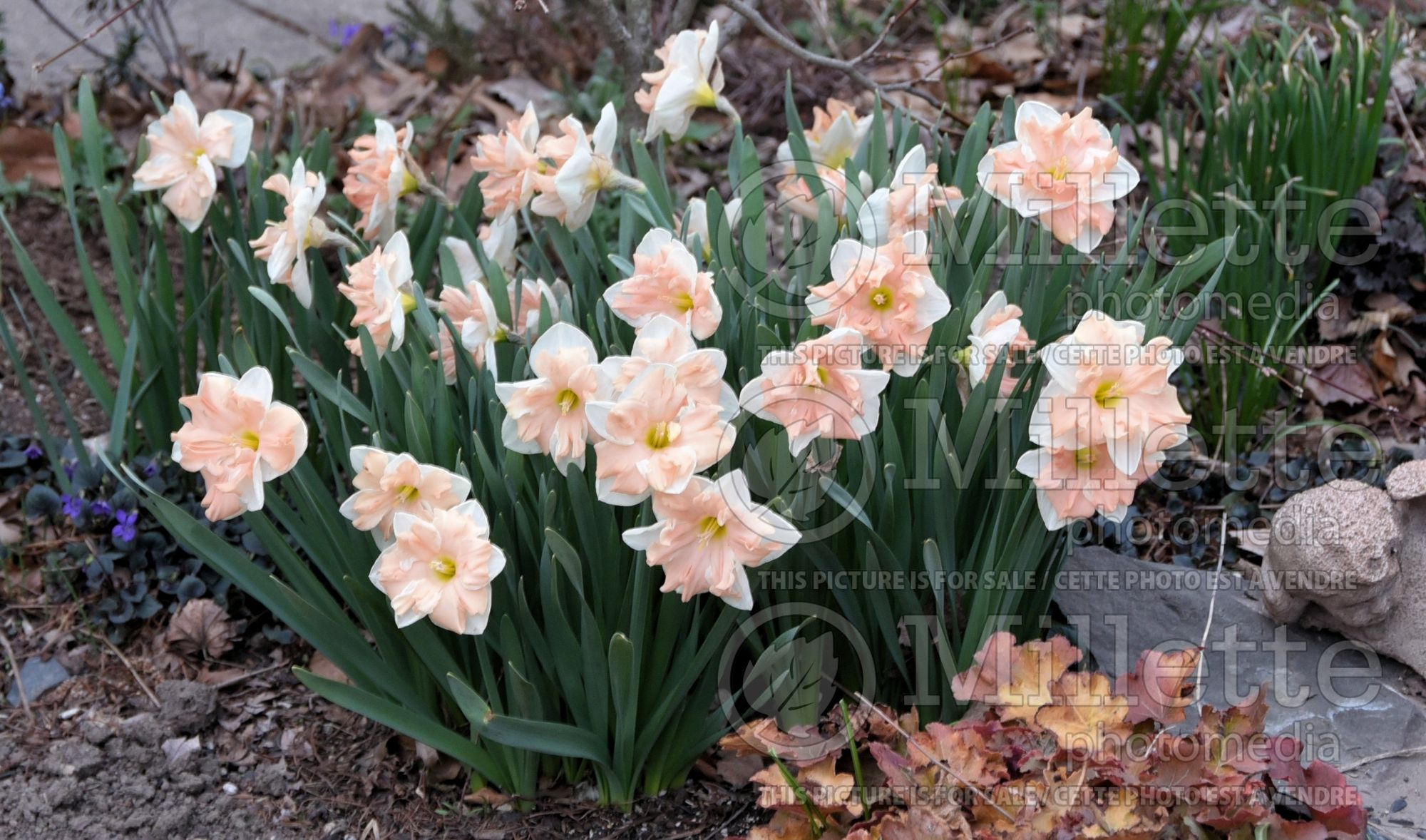 Narcissus Apricot Whirl (Daffodil) 4