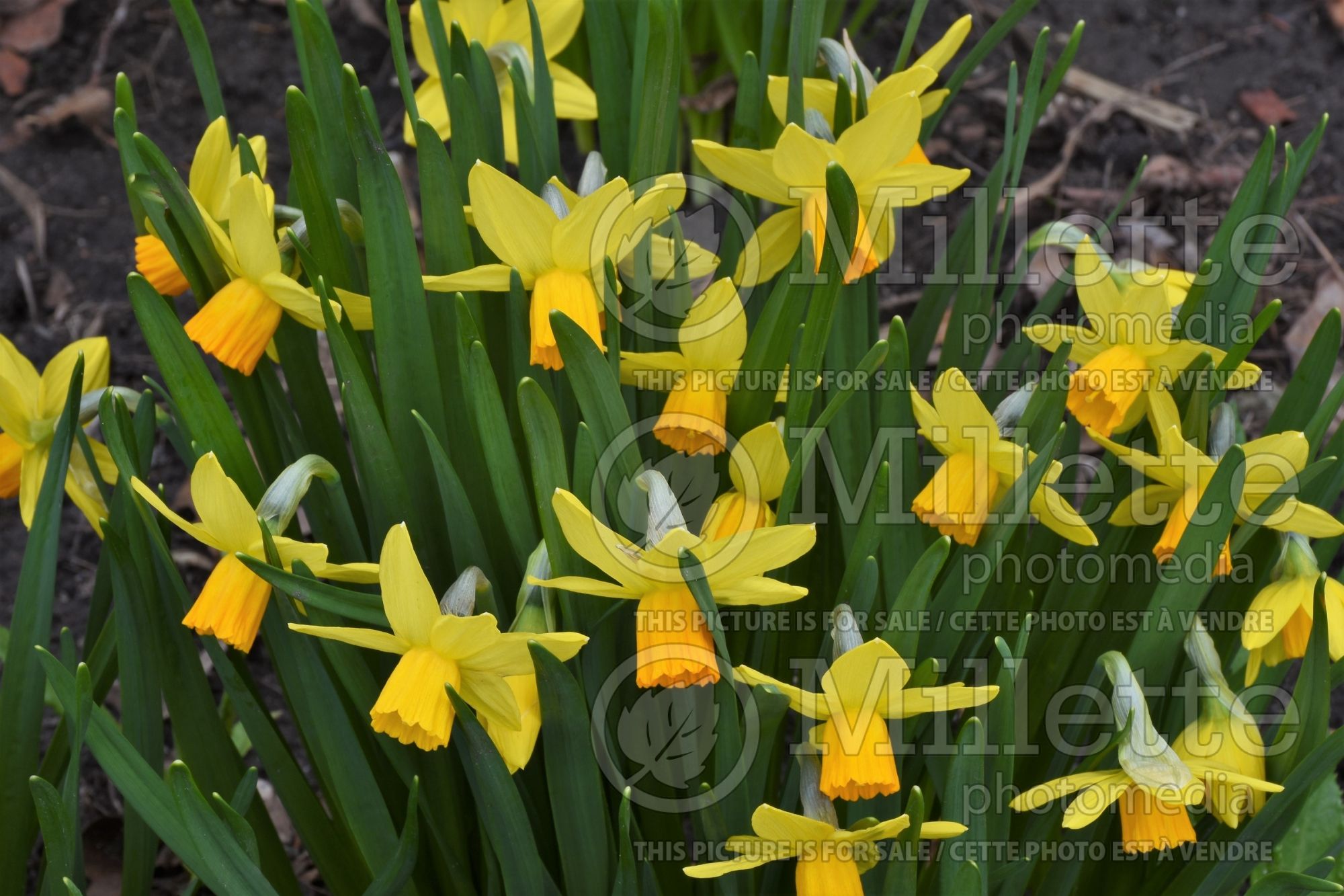 Narcissus Jetfire (Daffodil) 4