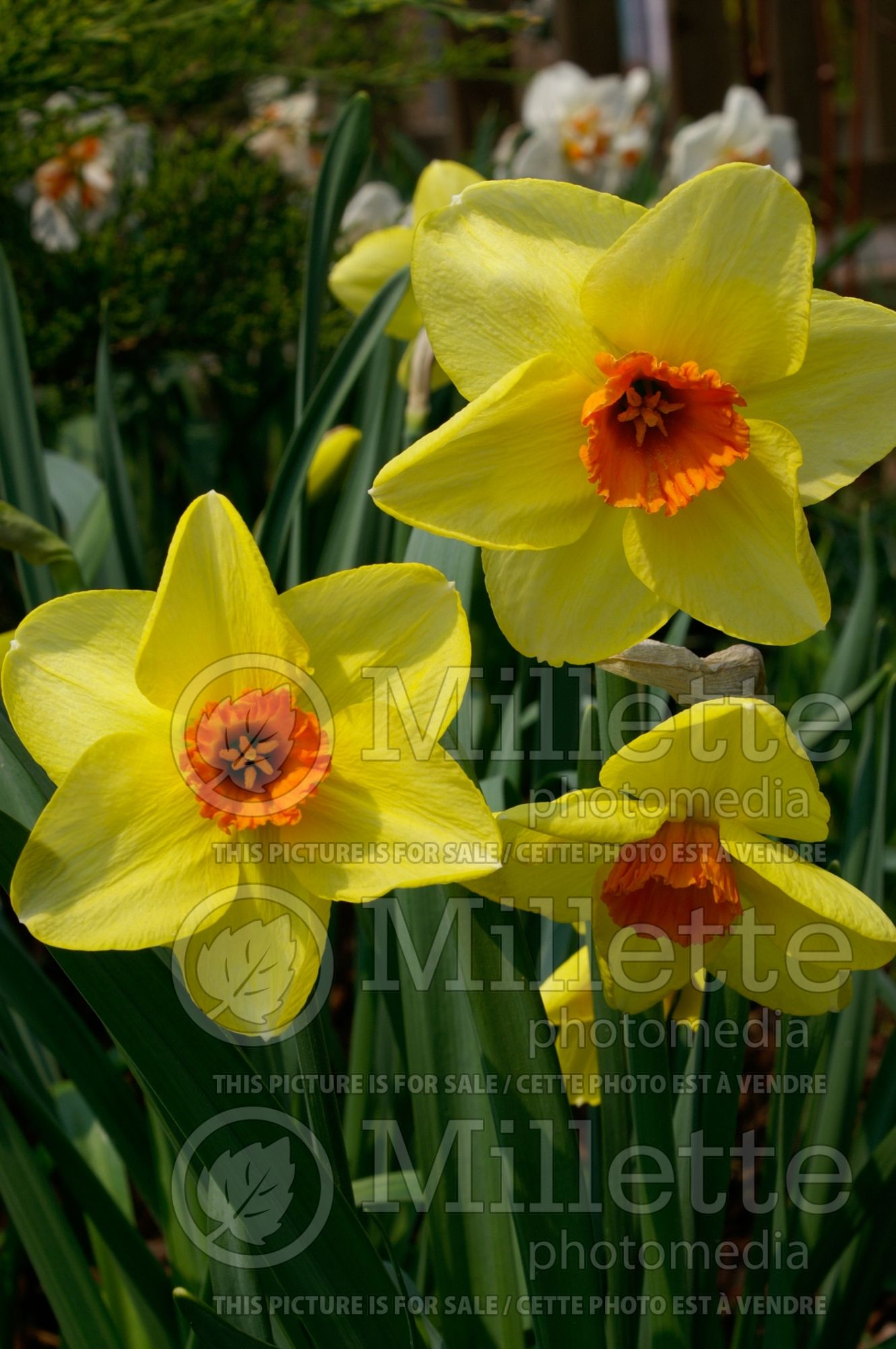 Narcissus Pipe Major (Daffodil) 1