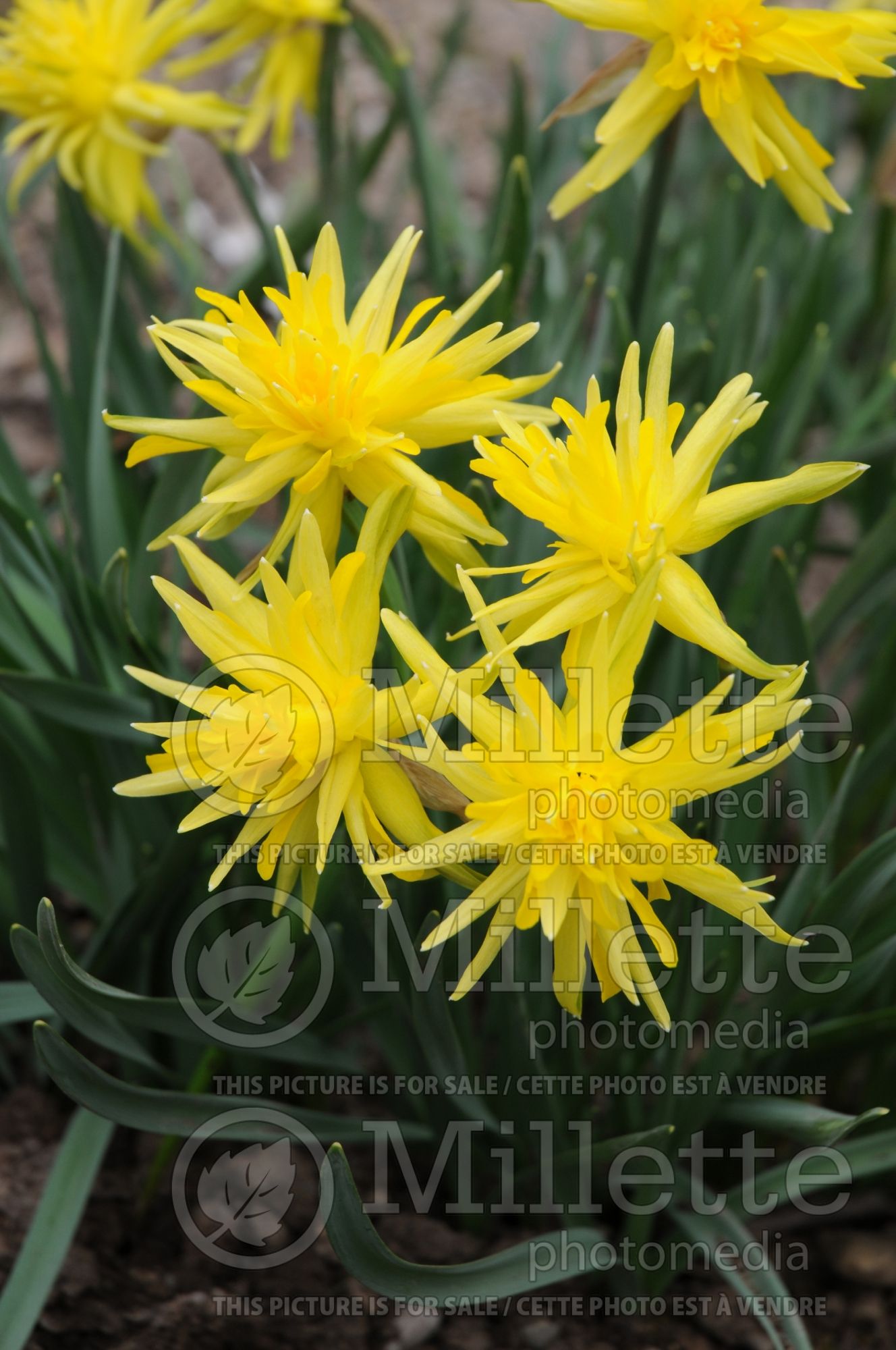 Narcissus Rip Van Winkle (Daffodil) 2