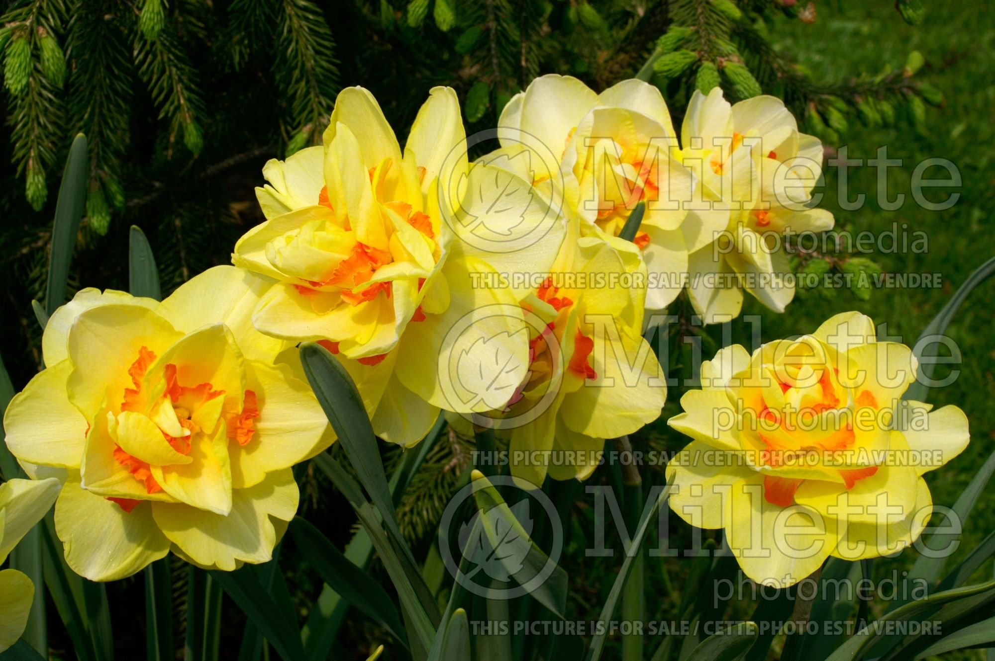 Narcissus Tahiti (Daffodil) 7