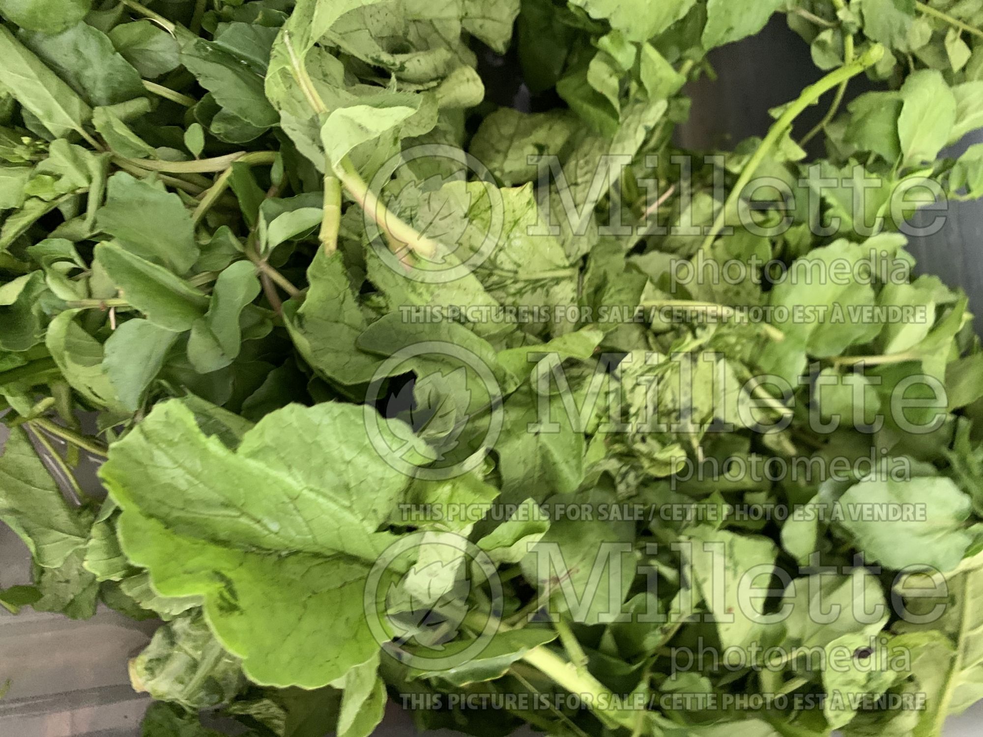 Nasturtium officinale (Berro Watercress or yellowcress) 3