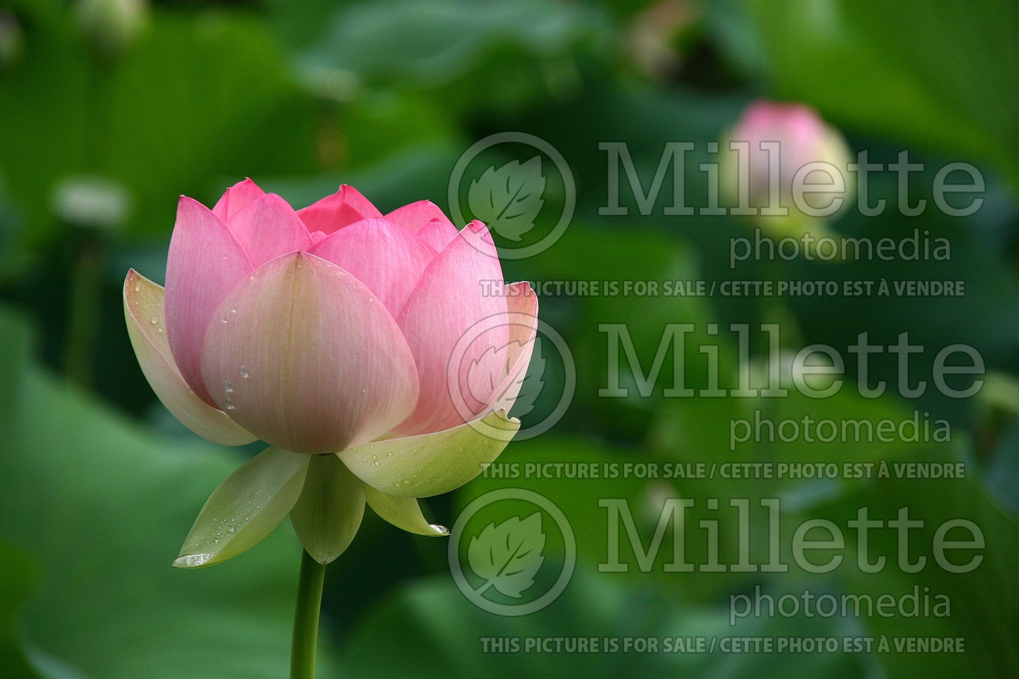 Nelumbo Mrs Perry D Slocum (lotus) 1