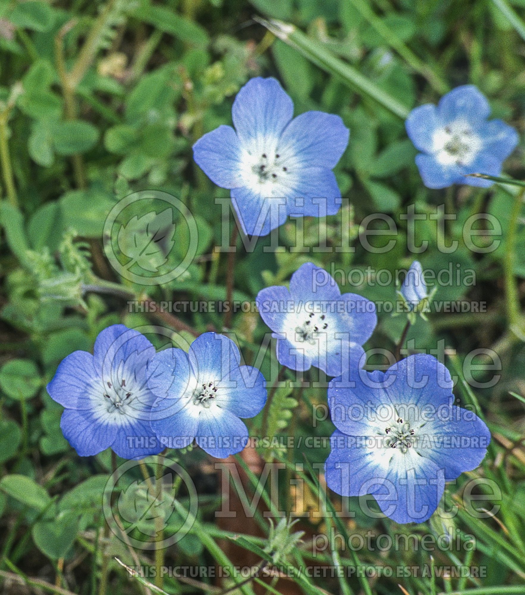 Nemophilia menziesii (Baby Blue Eyes - Némophile) 10