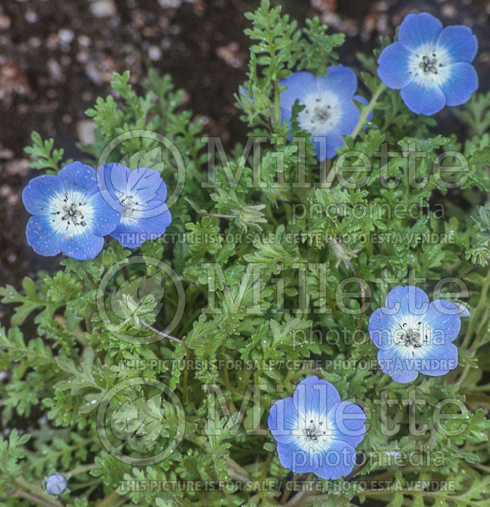 Nemophilia menziesii (Baby Blue Eyes - Némophile) 11