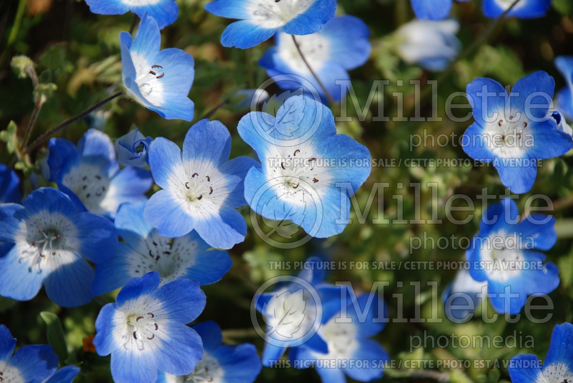 Nemophila menziesii (Baby blue eyes) 7