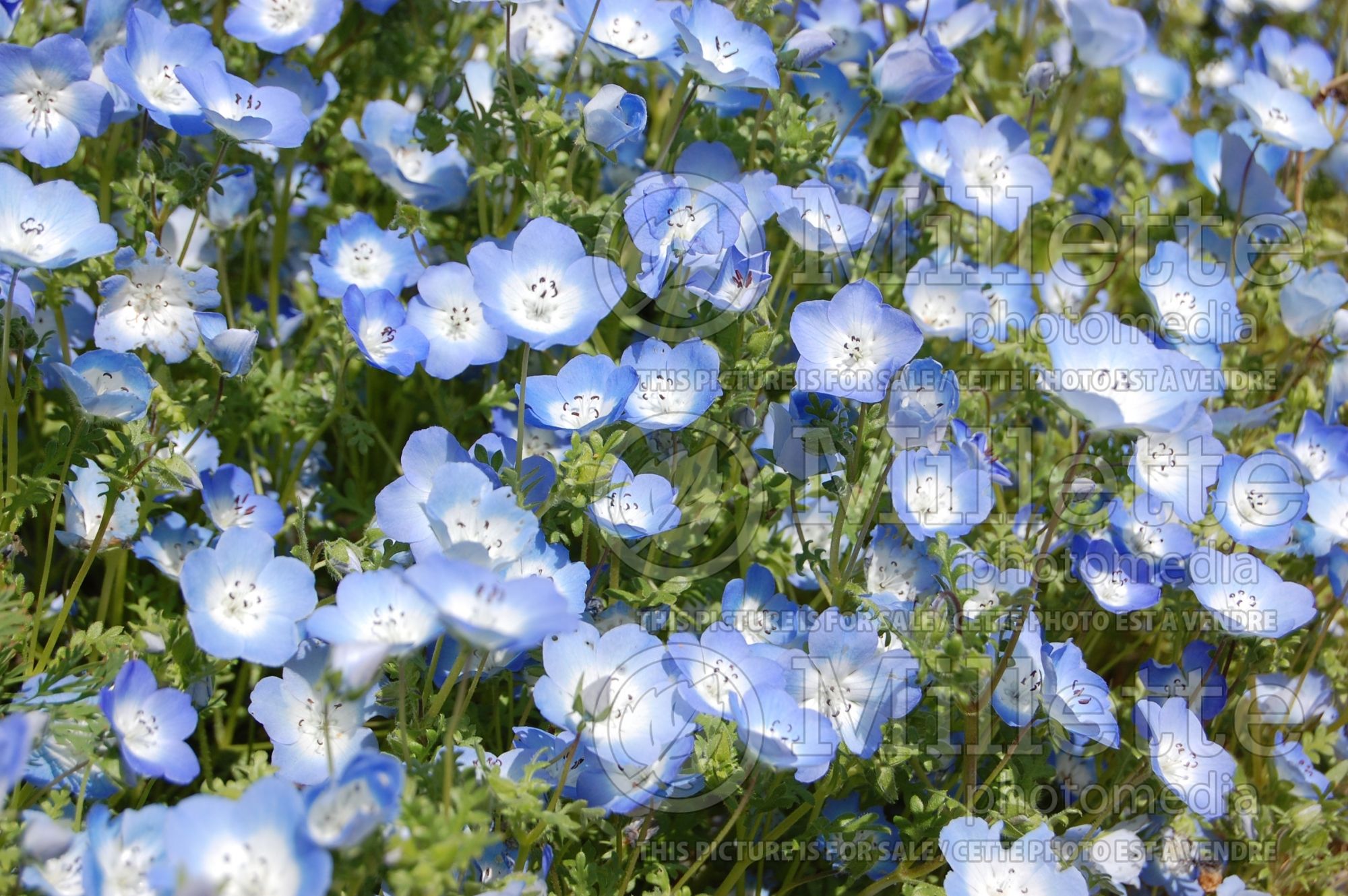 Nemophilia menziesii (Baby Blue Eyes - Némophile) 8