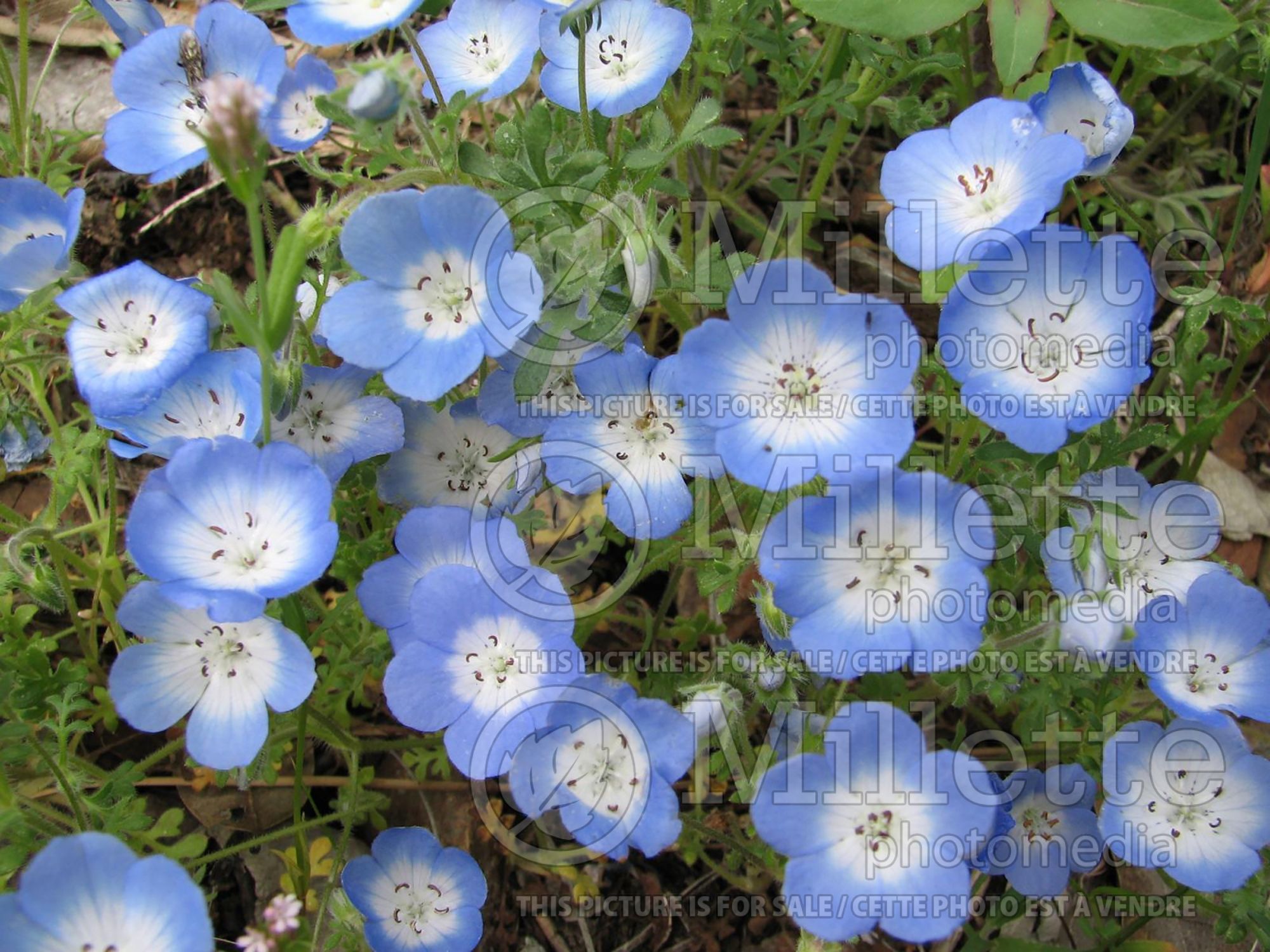Nemophila menziesii (Baby blue eyes) 6