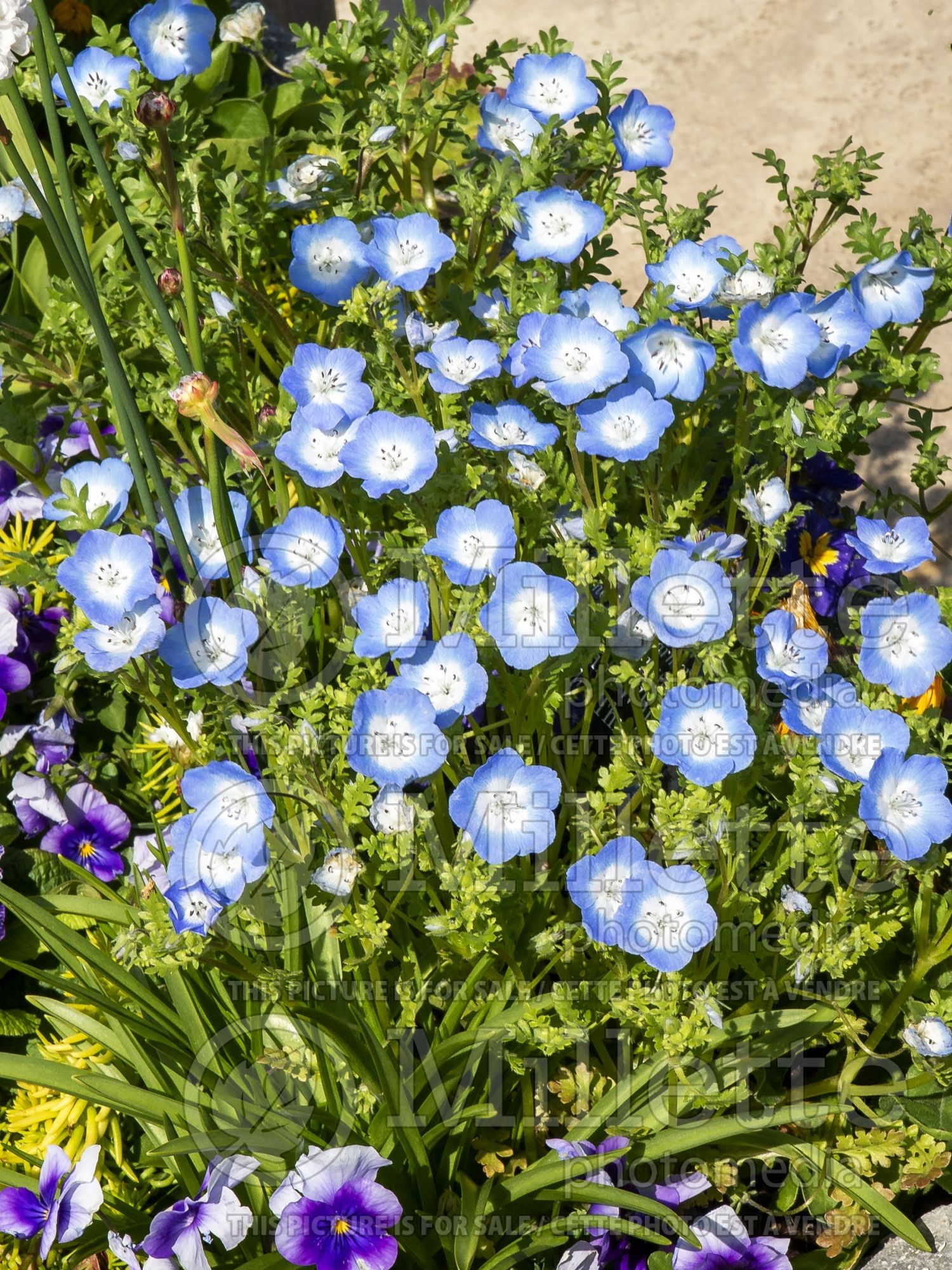 Nemophilia menziesii (Baby Blue Eyes - Némophile) 9