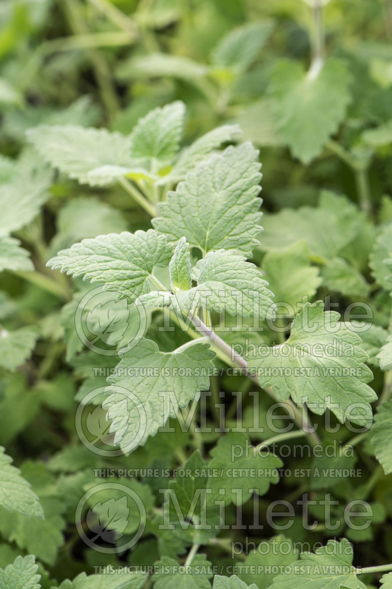 Nepeta cataria (Catmint) 4