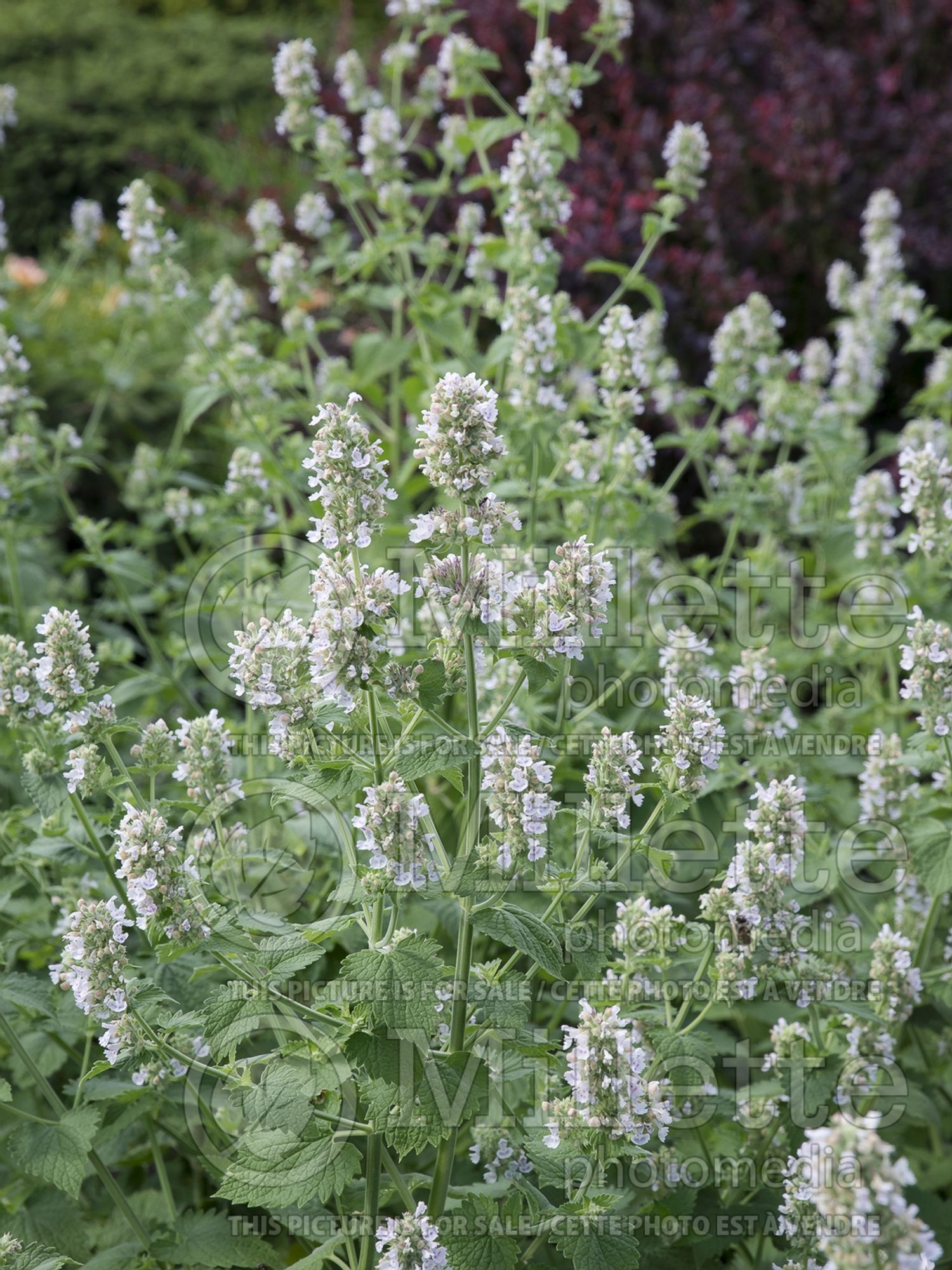 Nepeta cataria (Catmint) 5