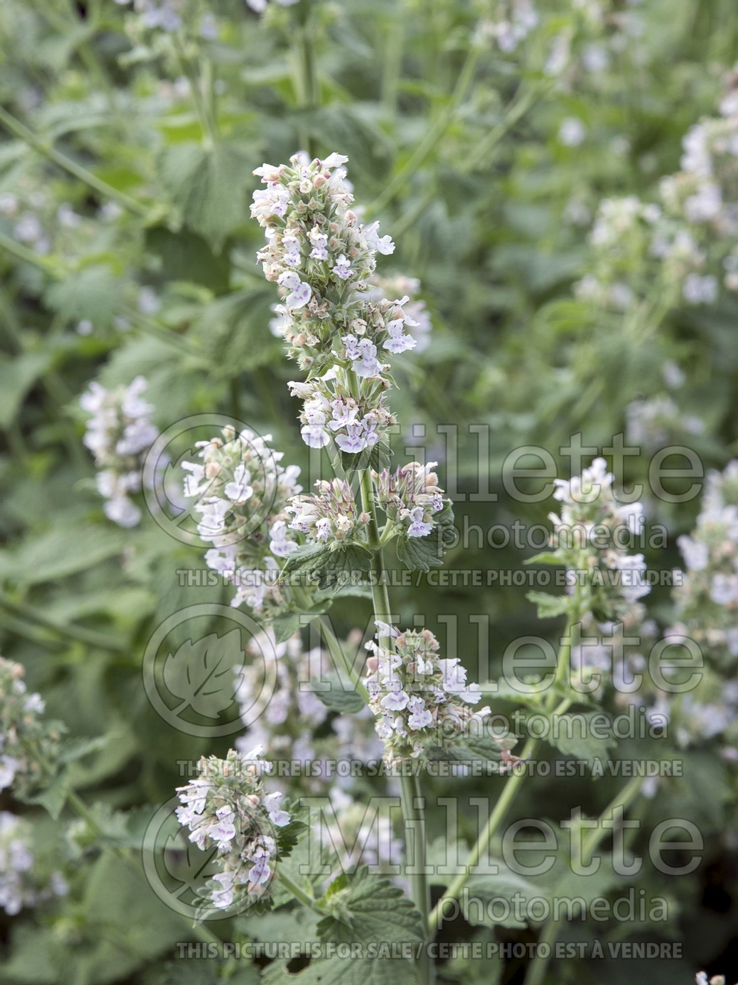 Nepeta cataria (Catmint) 6