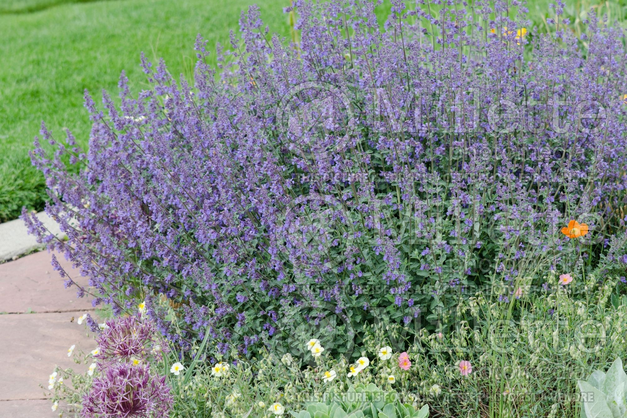 Nepeta Six Hills Giant (Catmint) 9