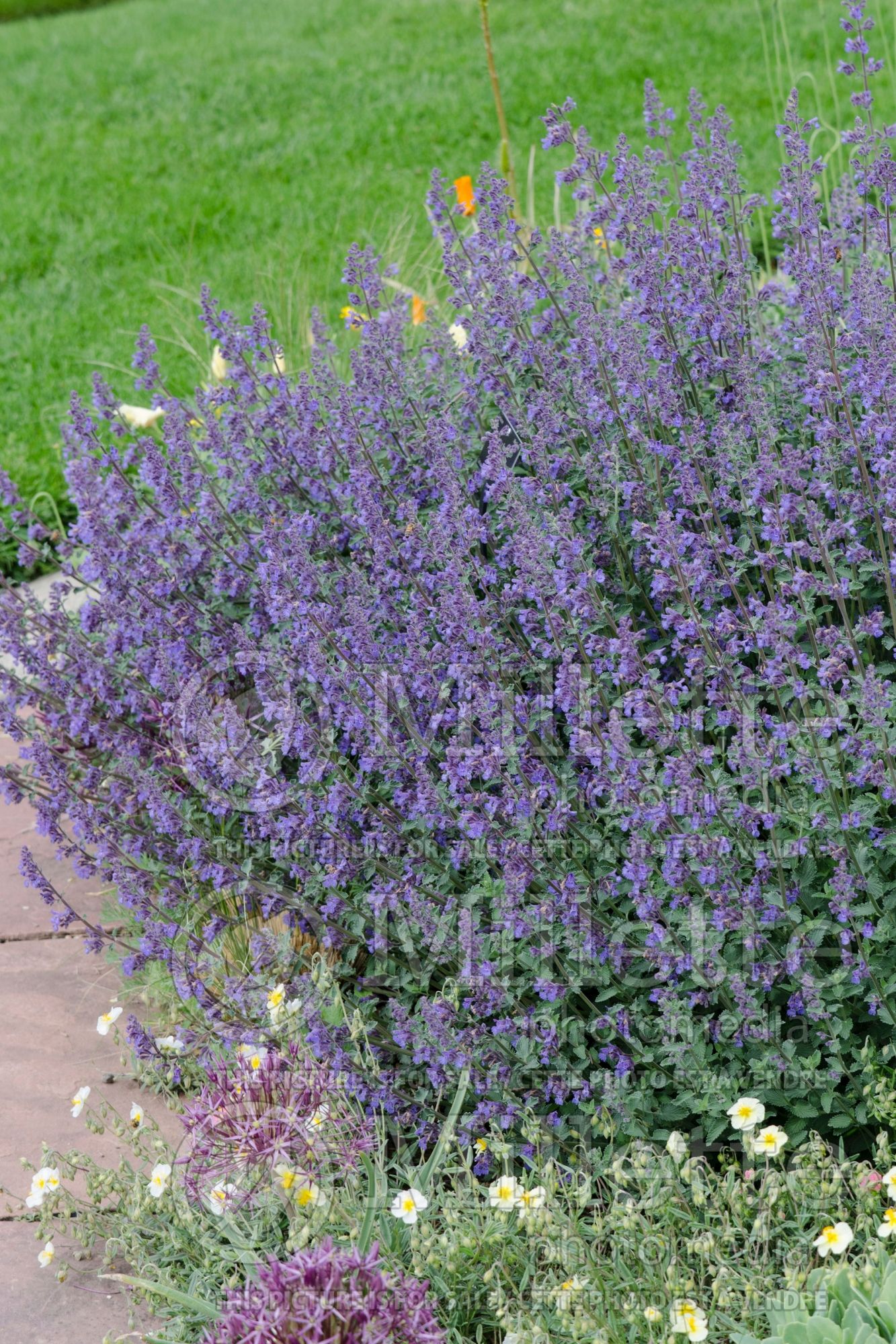 Nepeta Six Hills Giant (Catmint) 10