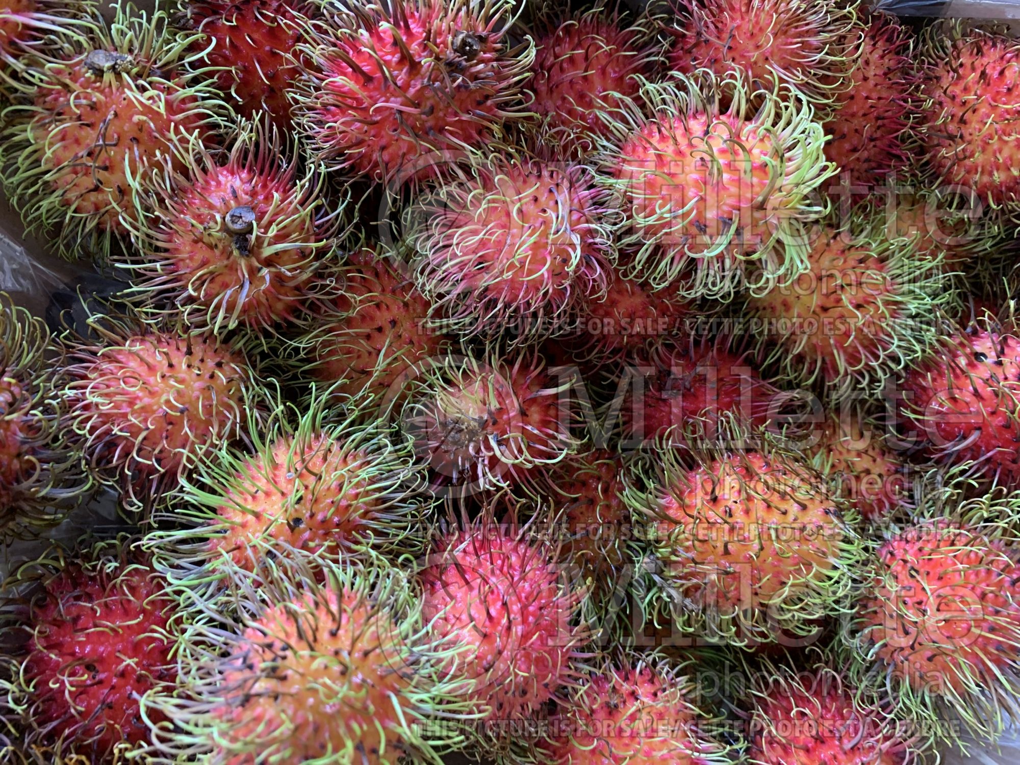 Nephelium lappaceum (rambutan fruit) 2