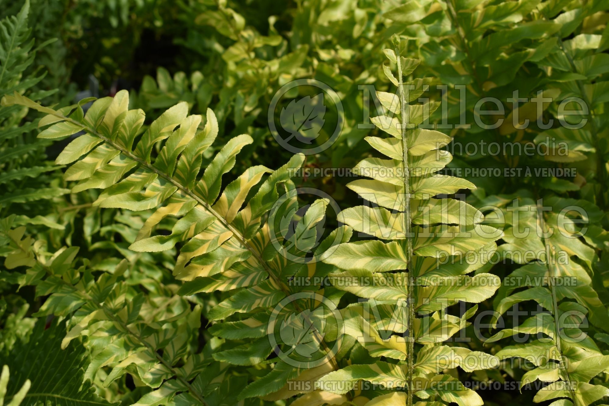 Nephrolepis Tiger Fern (Boston Fern) 6
