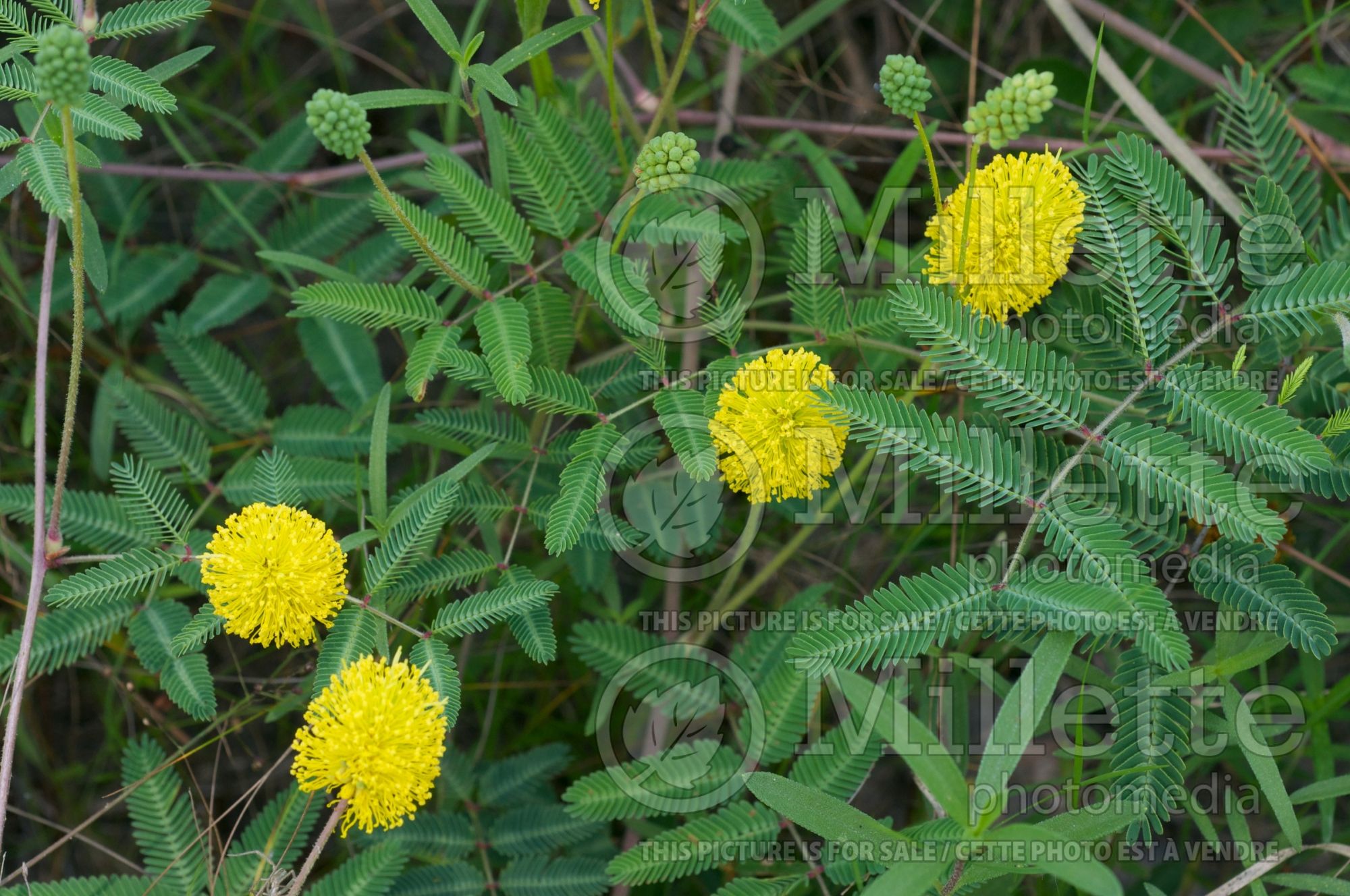 Neptunia lutea (yellow-puff) 1