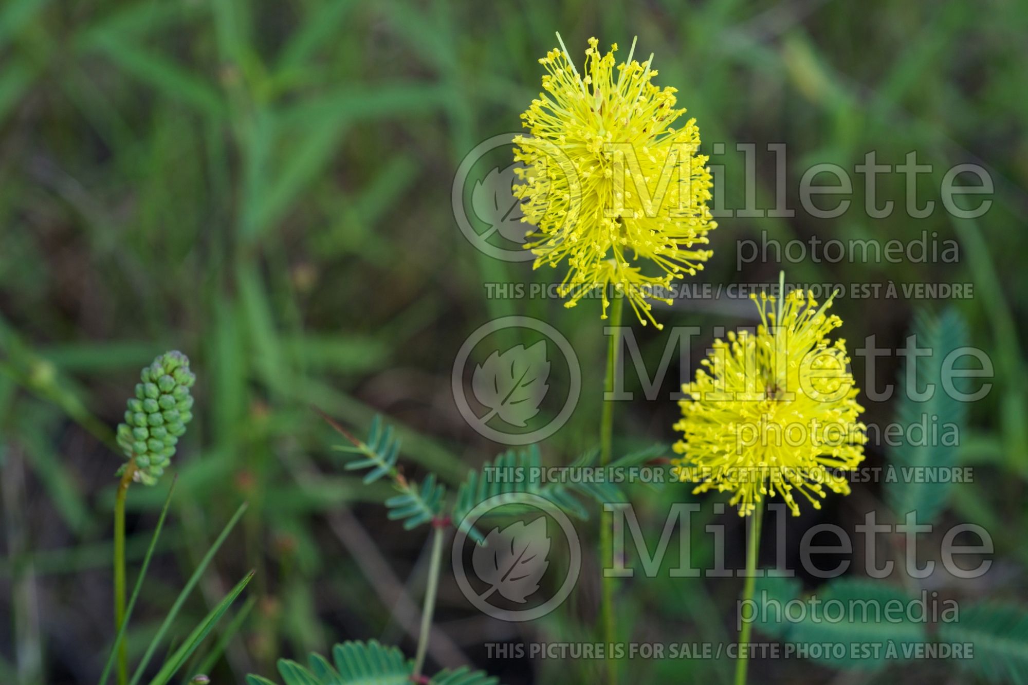 Neptunia lutea (yellow-puff) 2