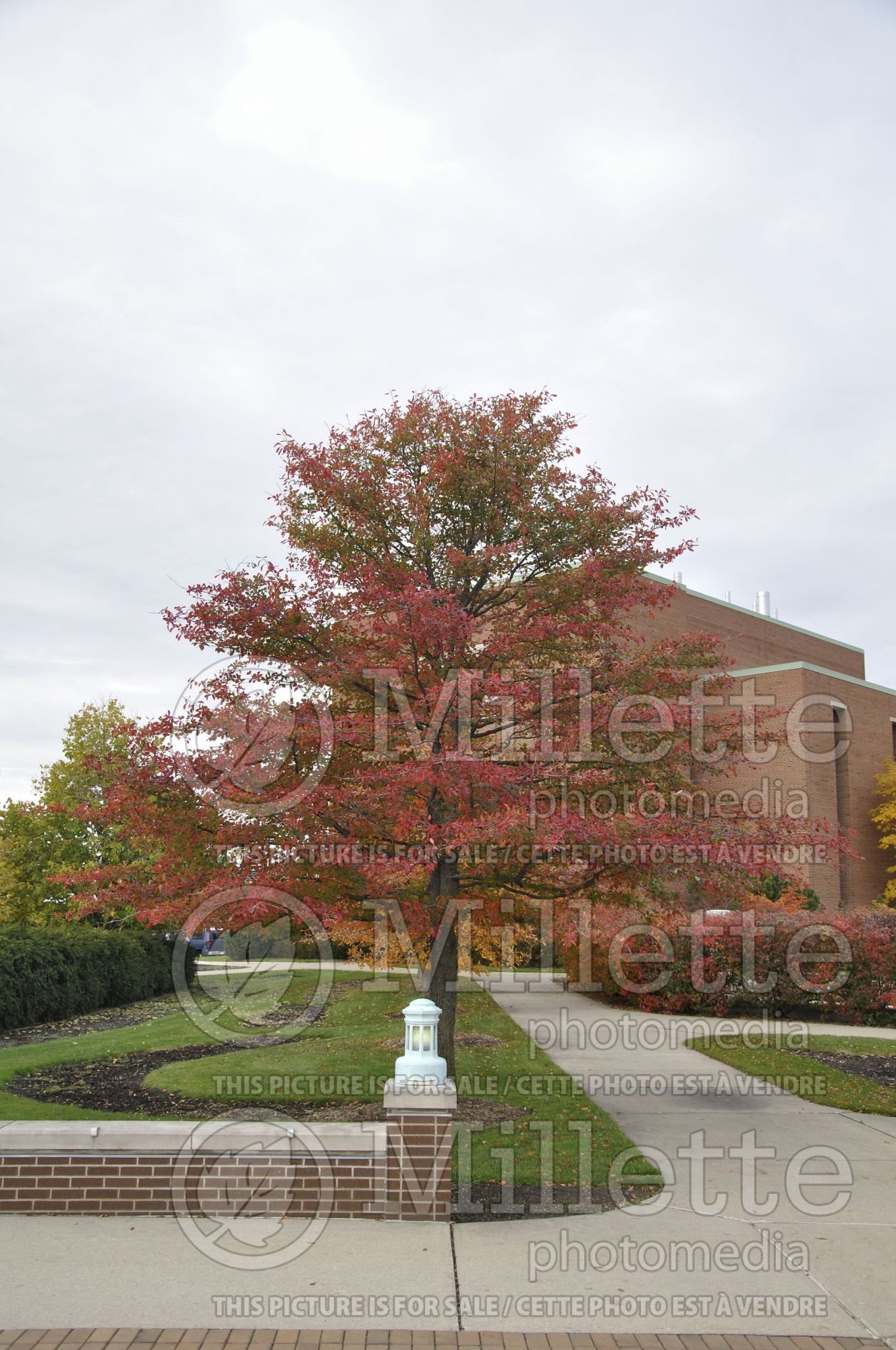 Nyssa sylvatica (black tupelo, tupelo, or black gum) 3
