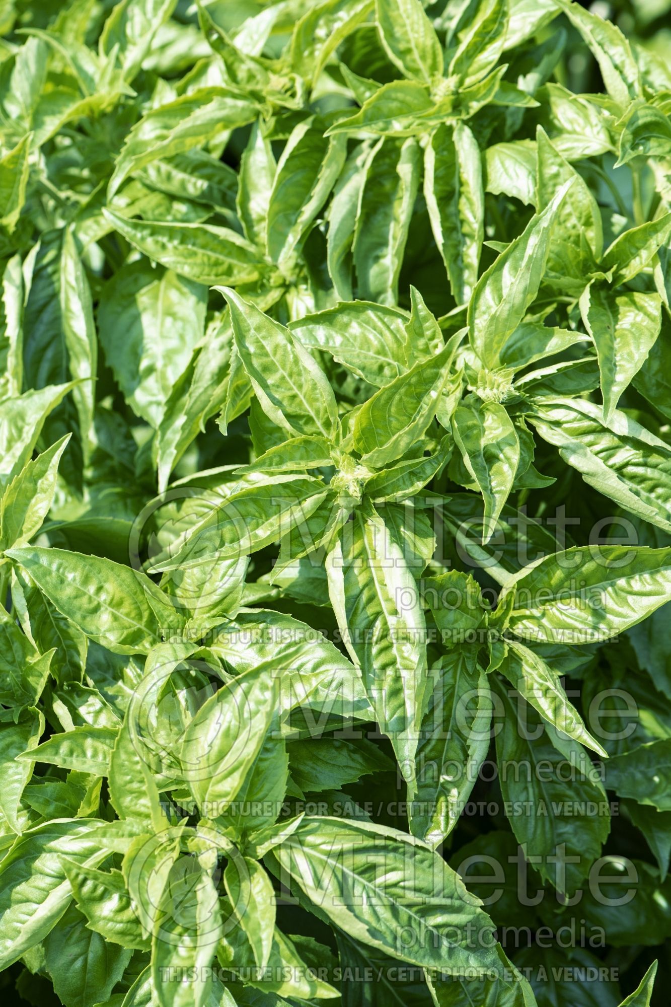 Ocimum Amazel (Basil herb) 1
