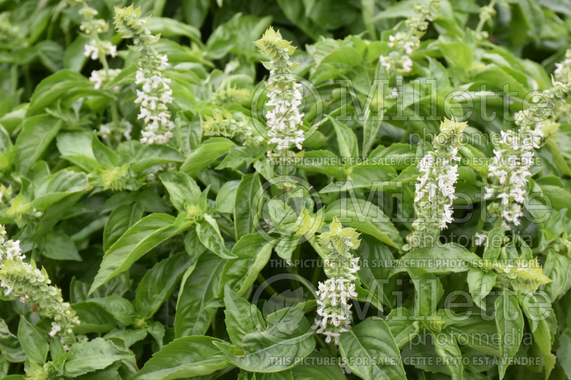 Ocimum Amazel (Basil herb) 2