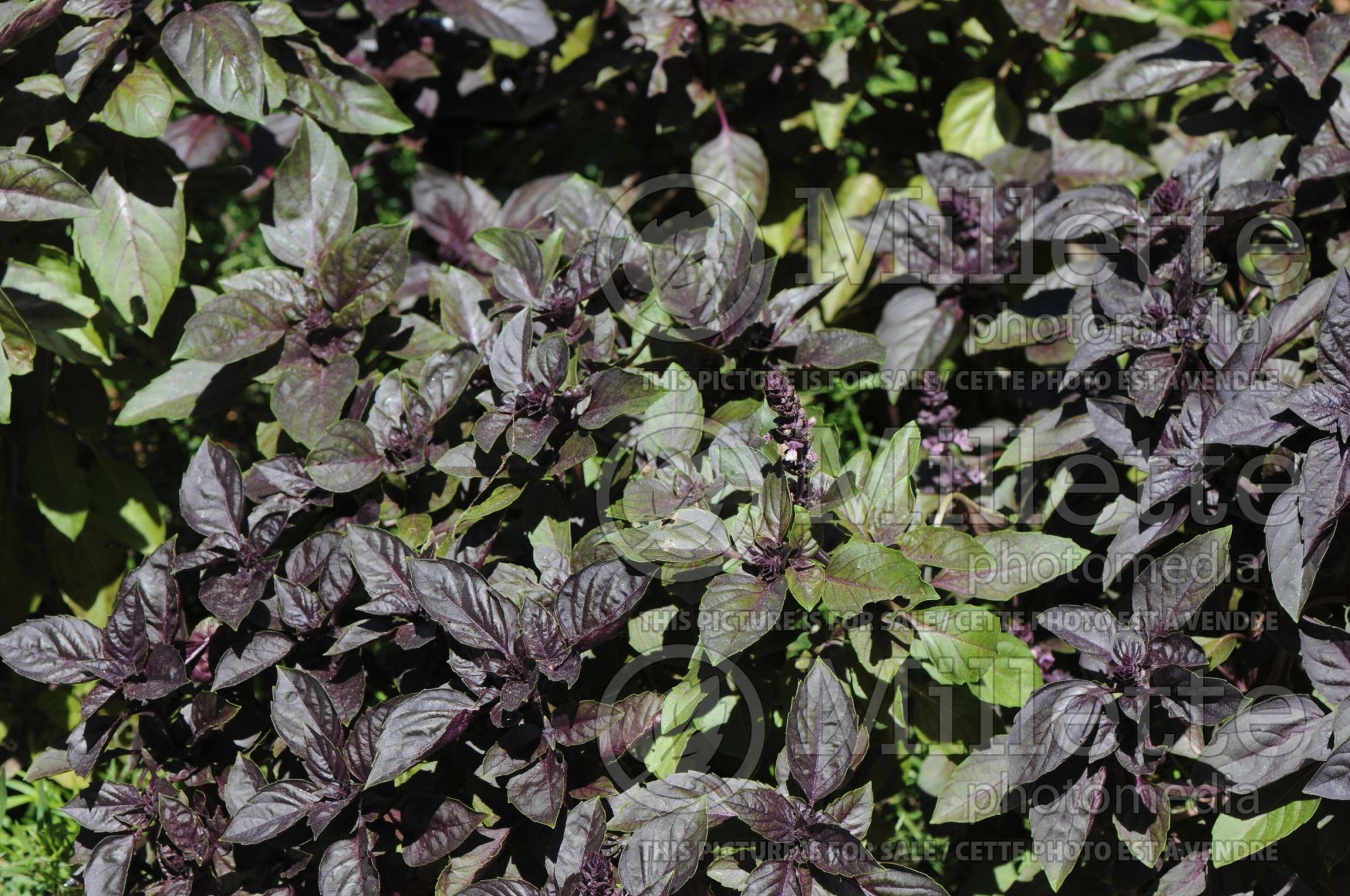 Ocimum Dark Opal (Sweet Basil herb) 2
