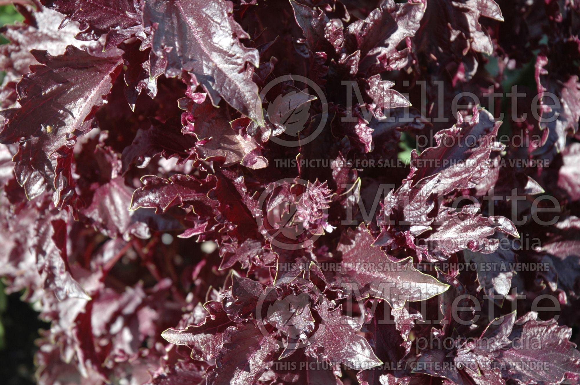 Ocimum Dark Opal (Sweet Basil herb) 1