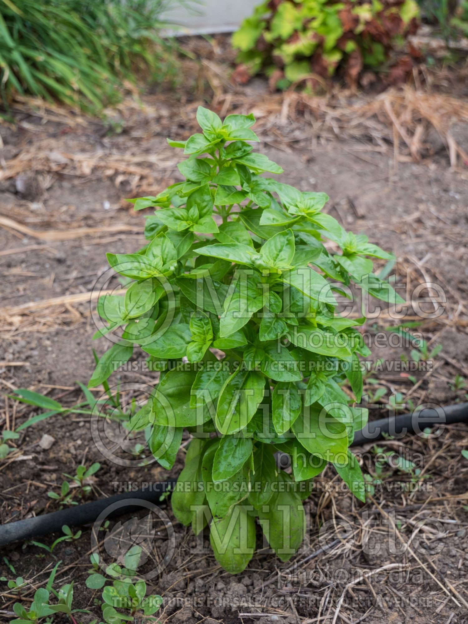 Ocimum Dolce Fresca Sweet (Thai Basil) 3