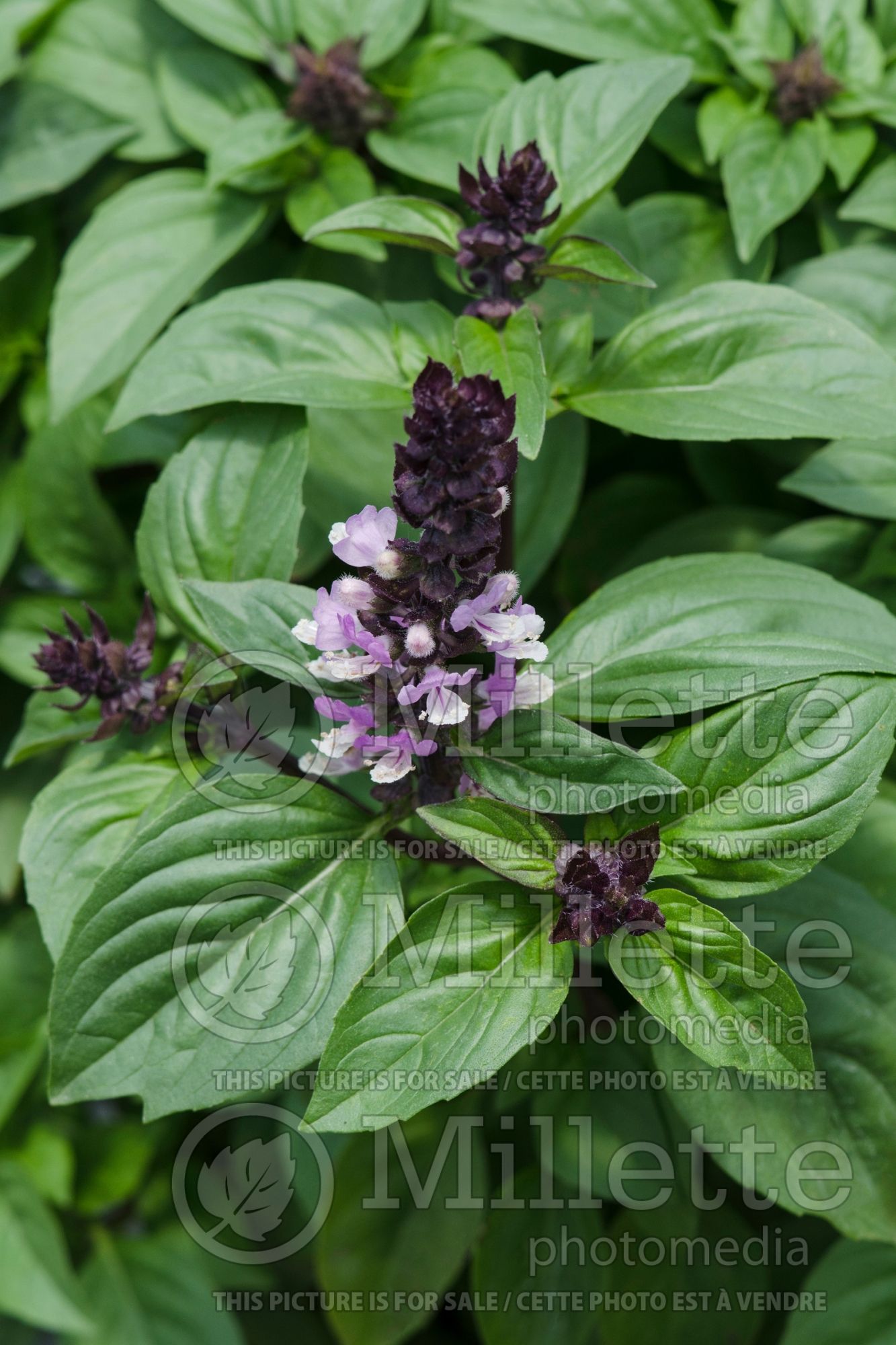 Ocimum Floral Spires Lilac (Basil herb) 1