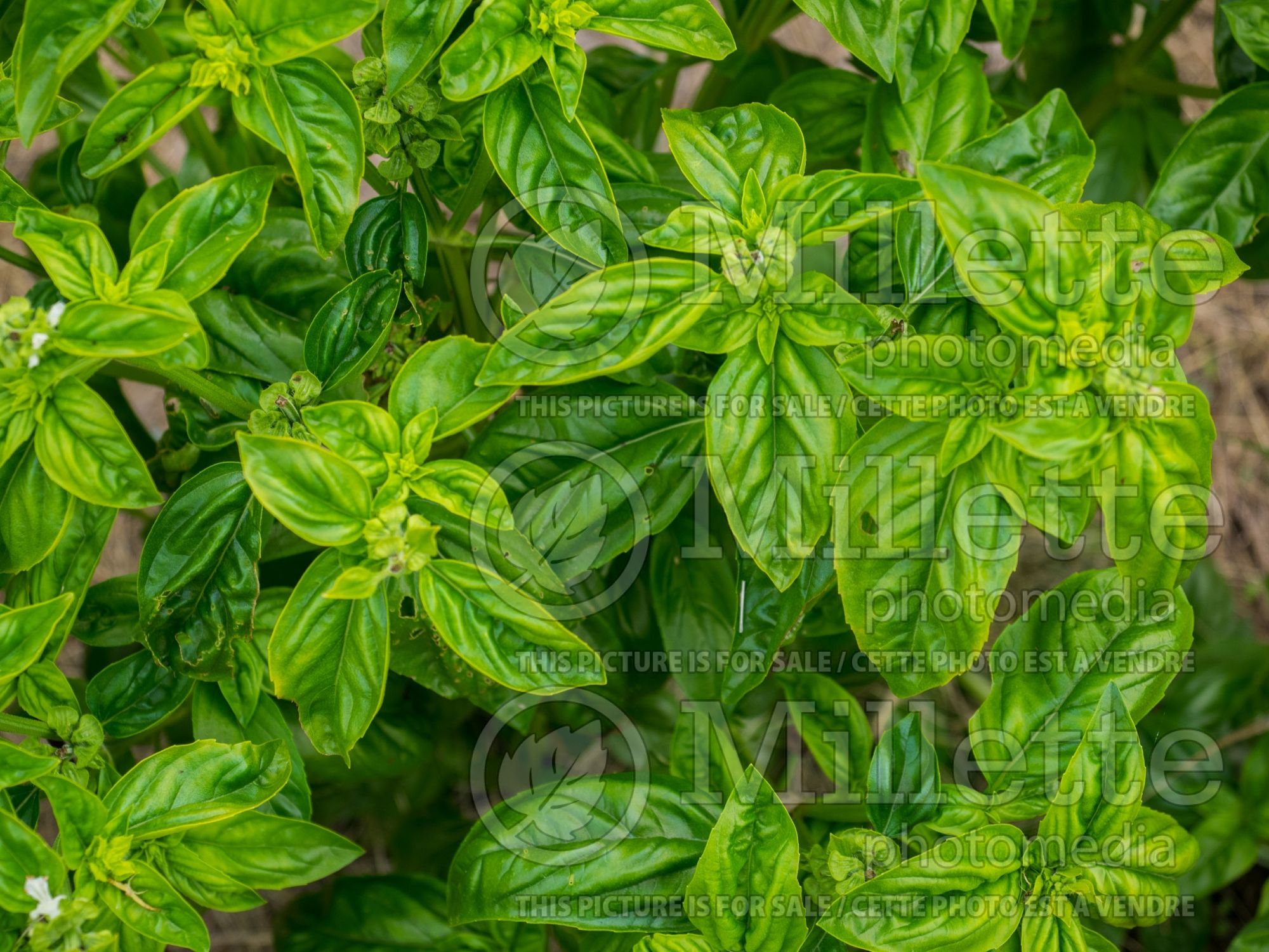Ocimum Genovese (Basil herb) 6
