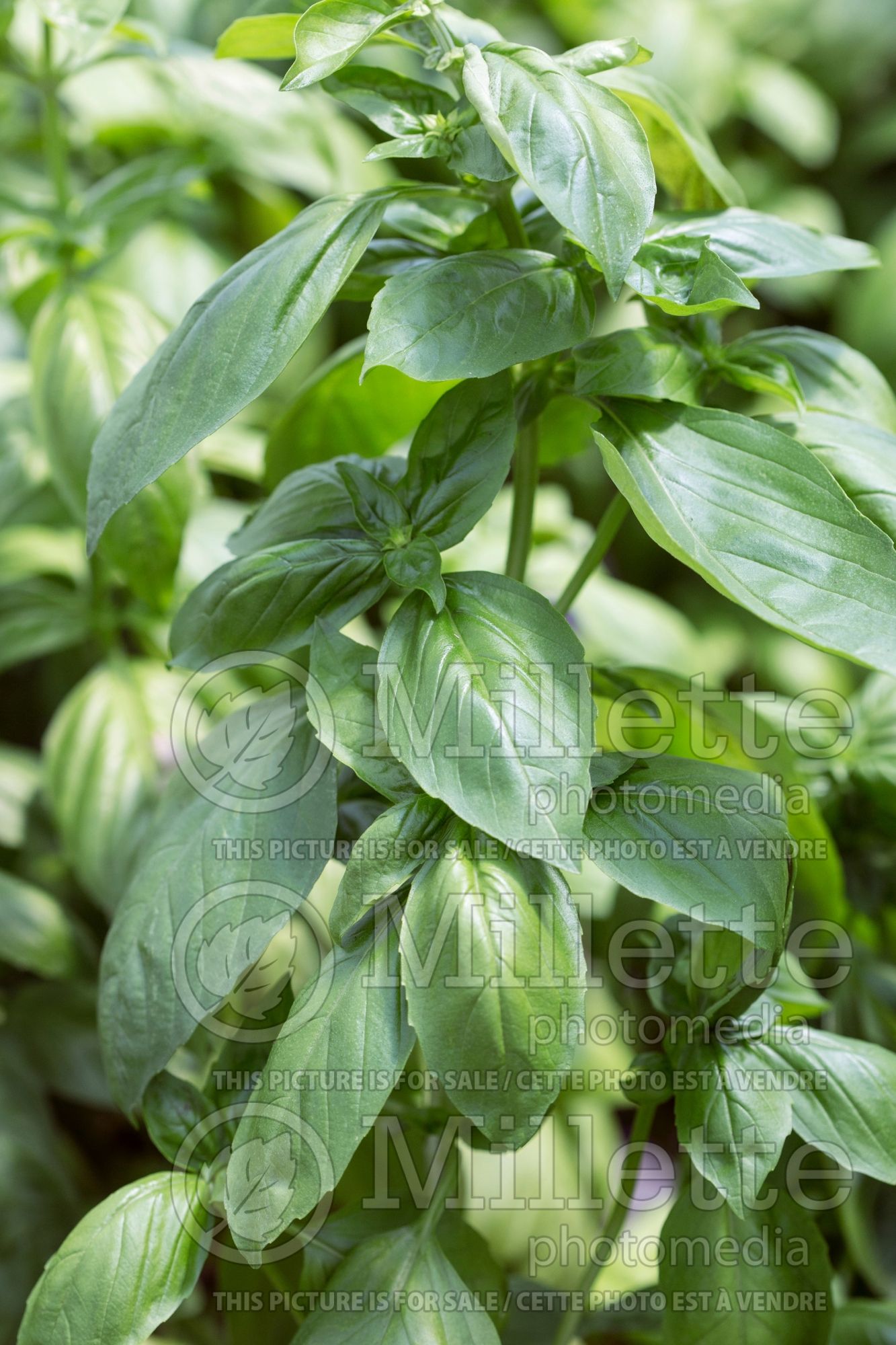 Ocimum Genovese (Basil herb) 5