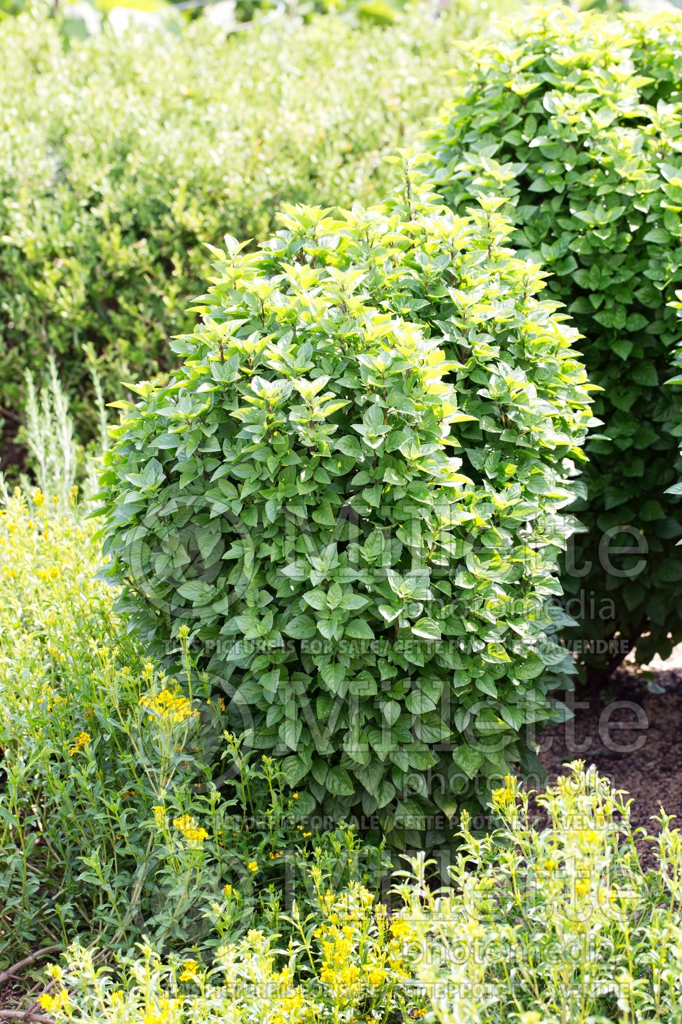 Ocimum Greek Columnar (Basil herb) 3