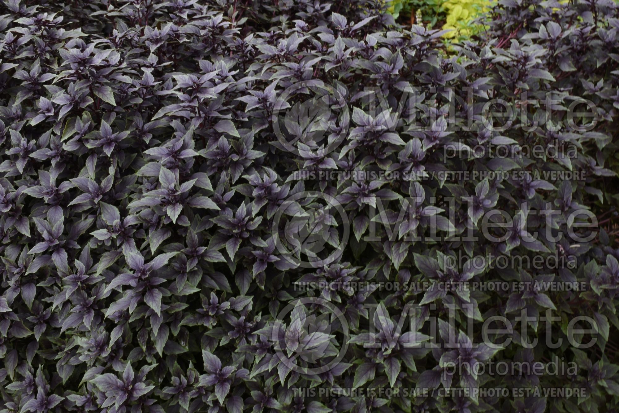 Ocimum Herbelea Red Ball (Basil herb) 1