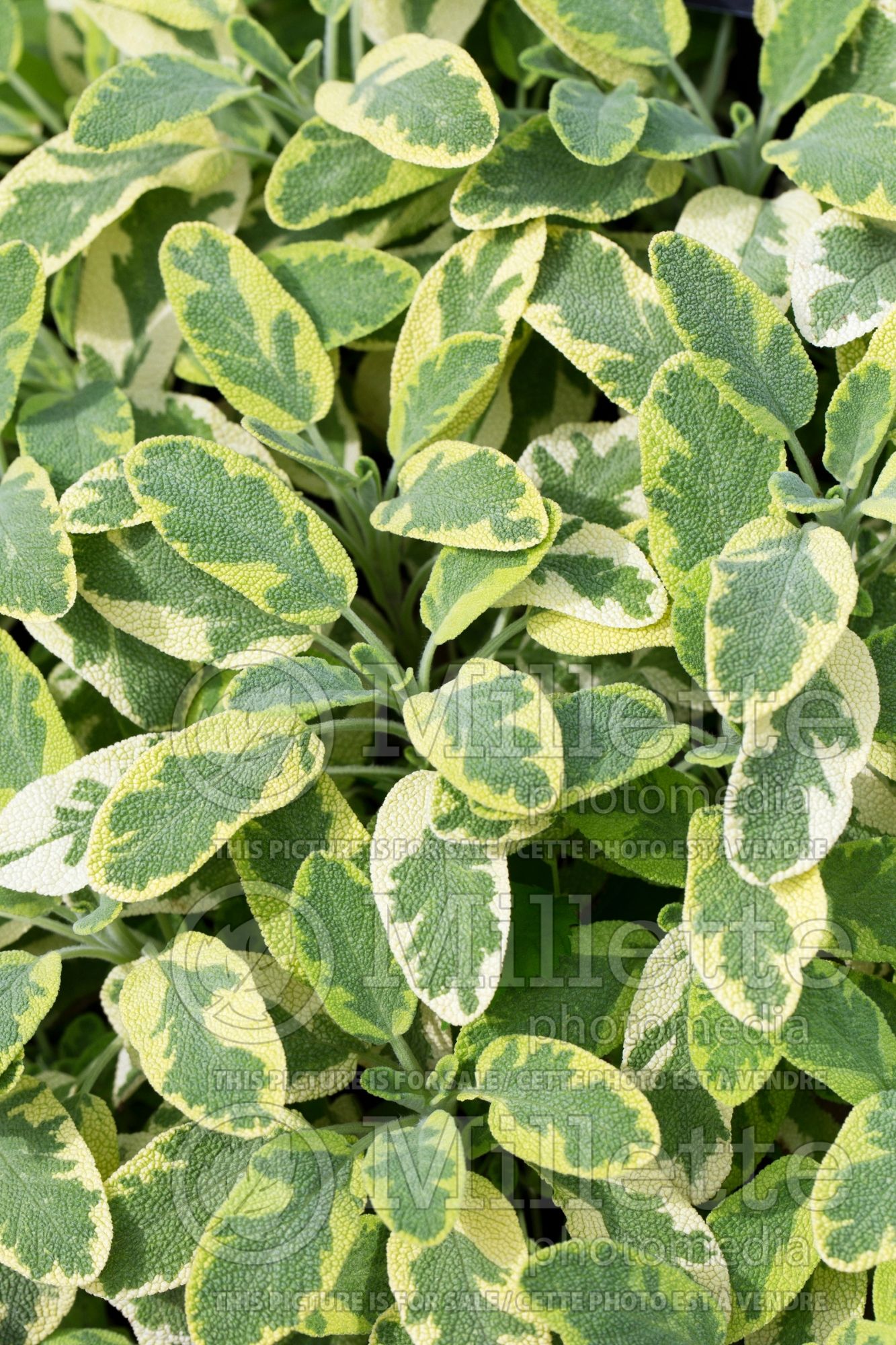 Ocimum Icterina (Basil herb) 1
