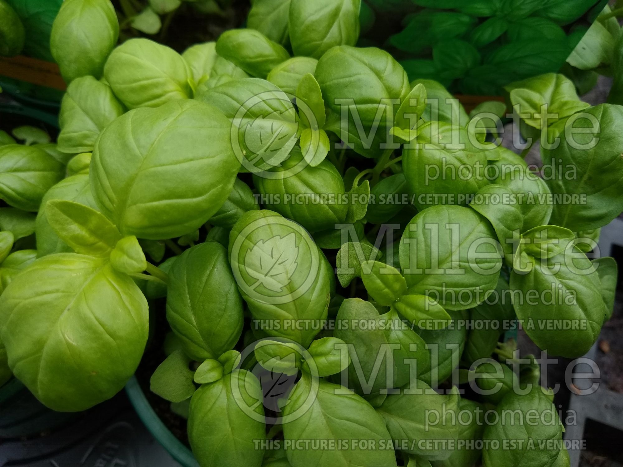 Ocimum basilicum (Basil herb) 1