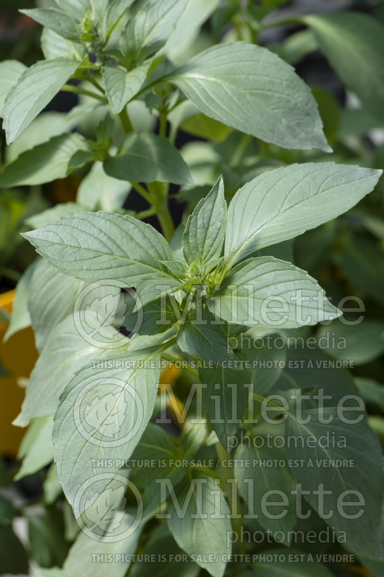Ocimum Lemon (Basil herb) 1