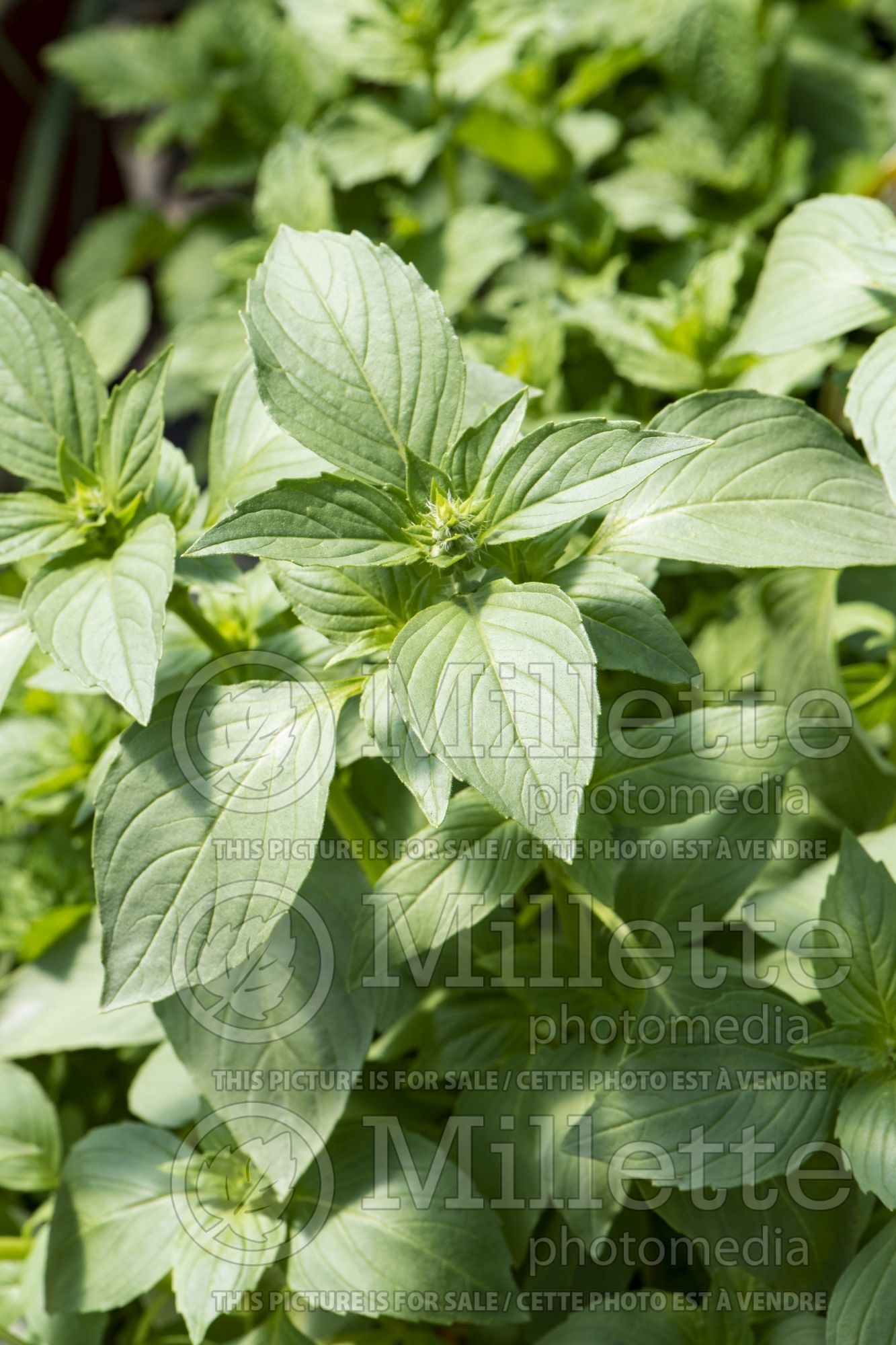 Ocimum Lemon (Basil herb) 2
