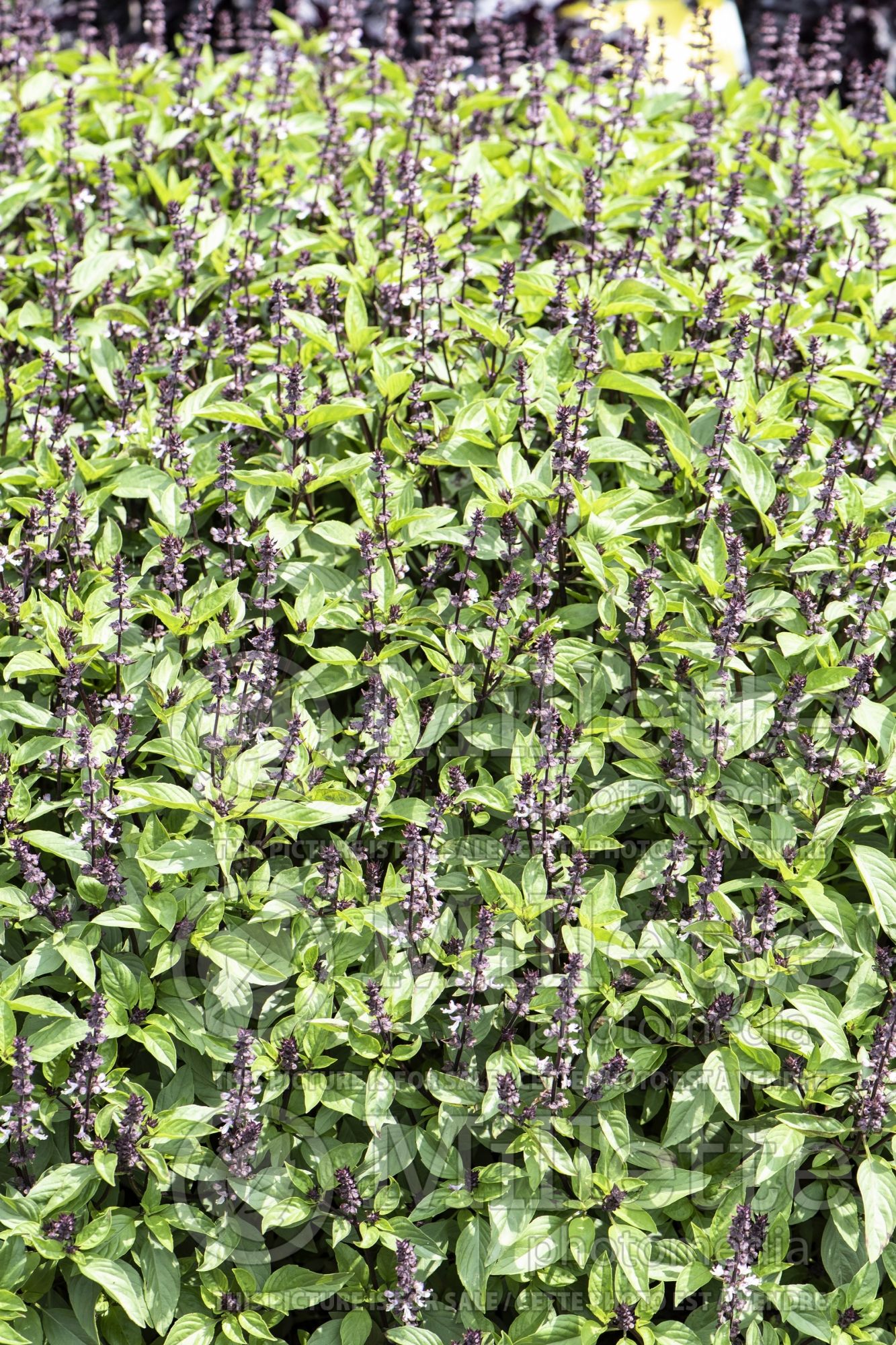 Ocimum Licorice (Basil herb) 1