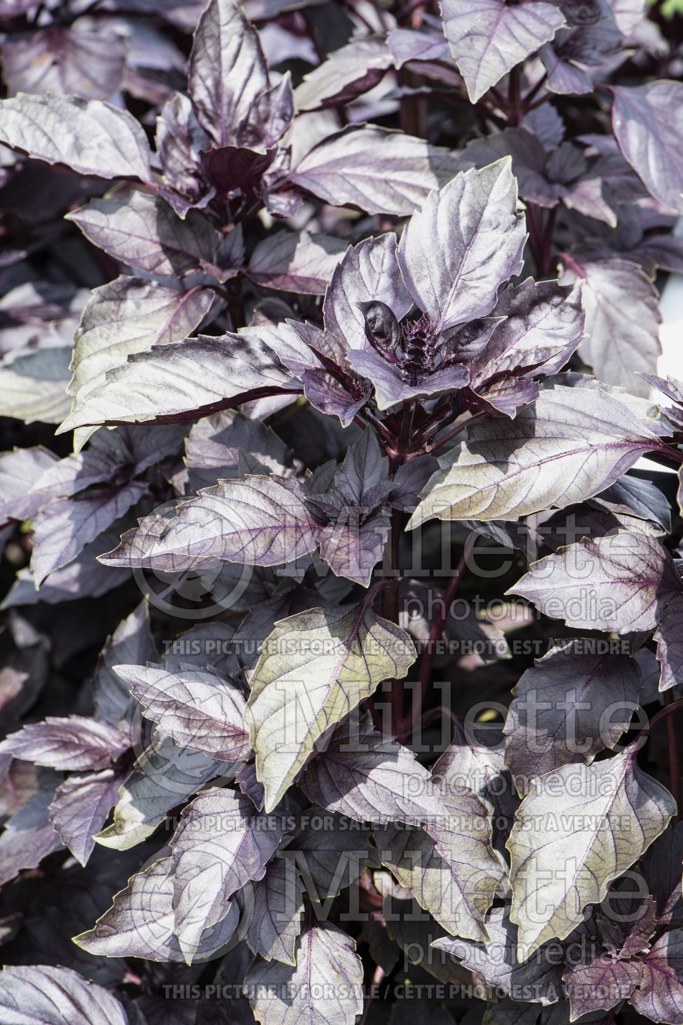 Ocimum Purple Opal (Basil herb) 1