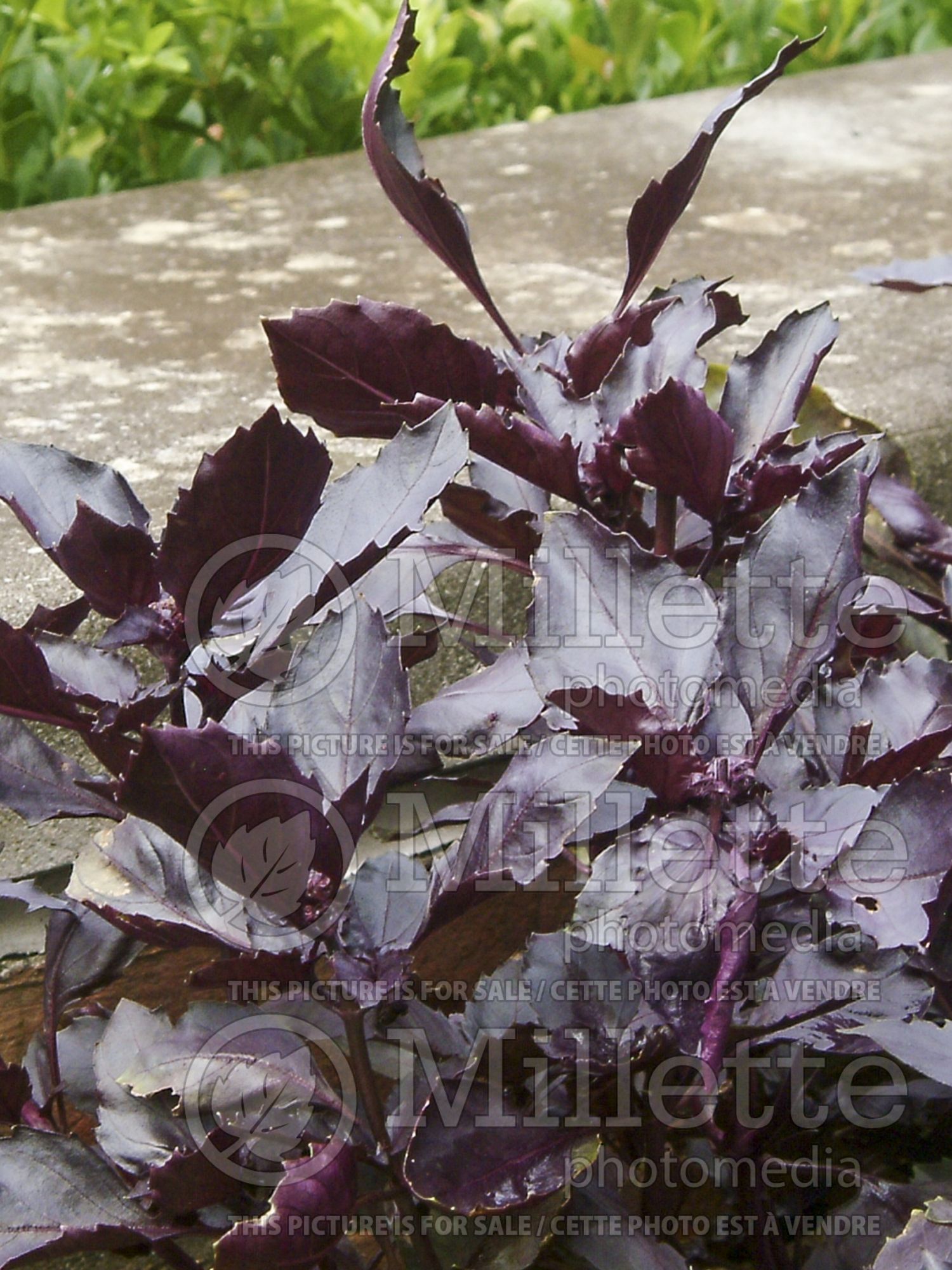 Ocimum Red Rubin (Basil herb) 4