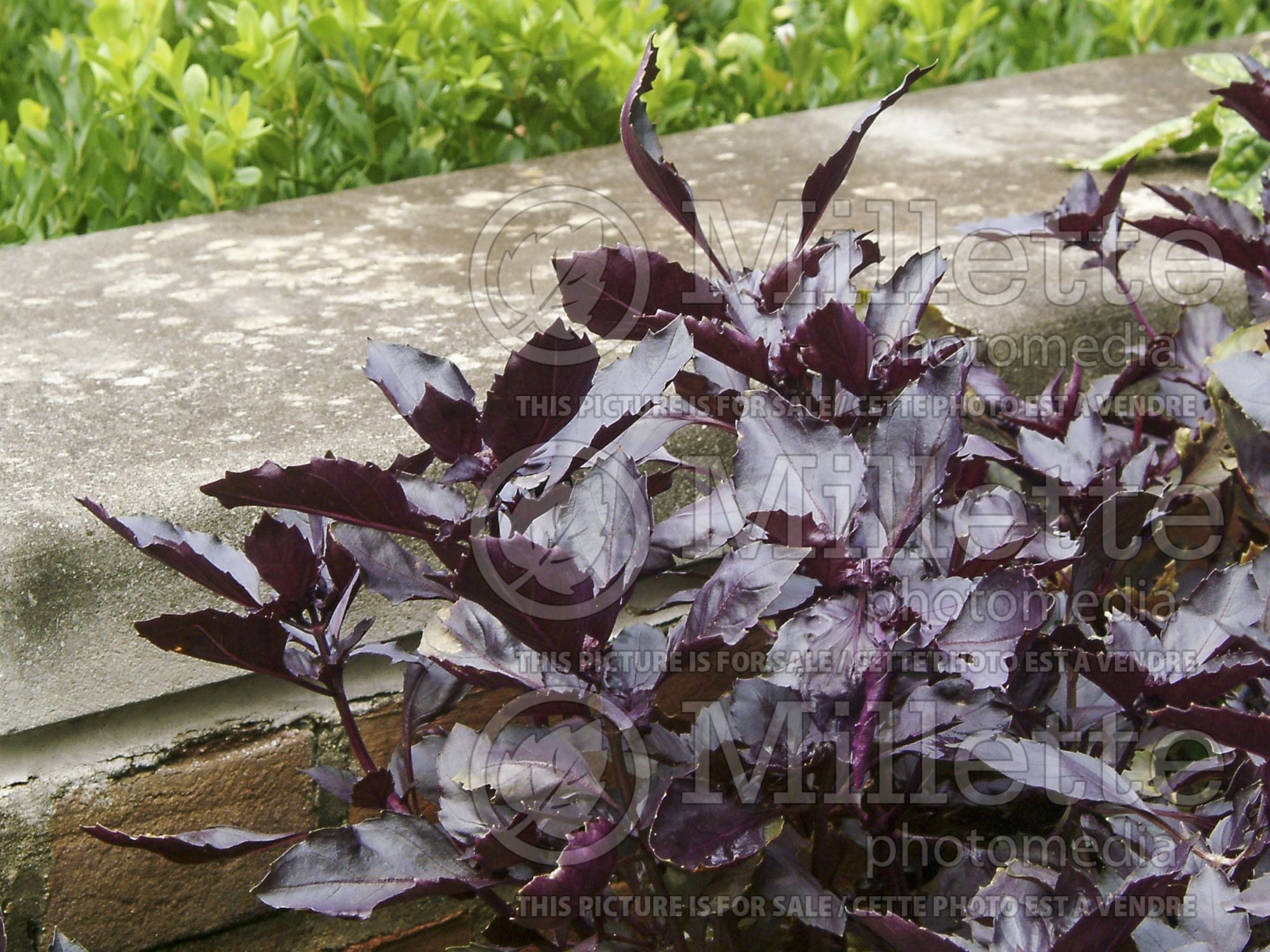 Ocimum Red Rubin (Basil herb) 5