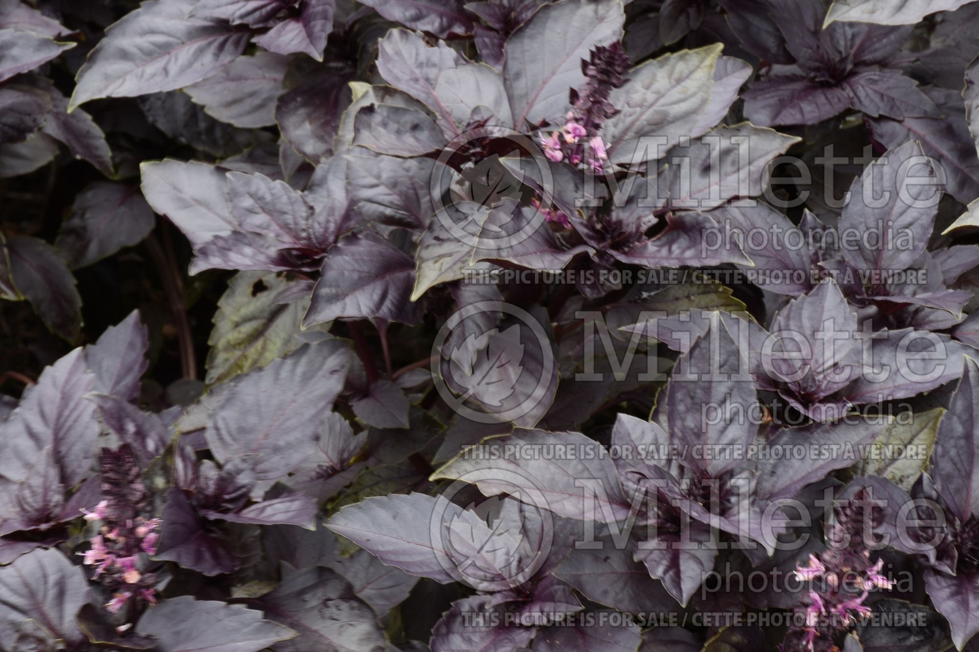 Ocimum Red Rubin (Basil herb) 2