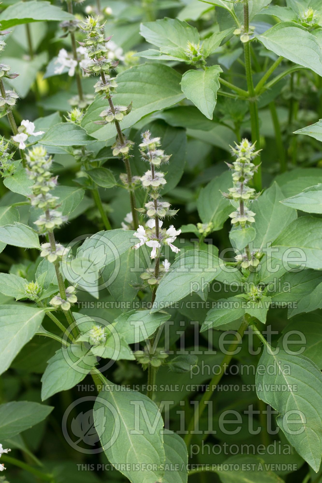Ocimum Sweet Dani (Basil herb) 1