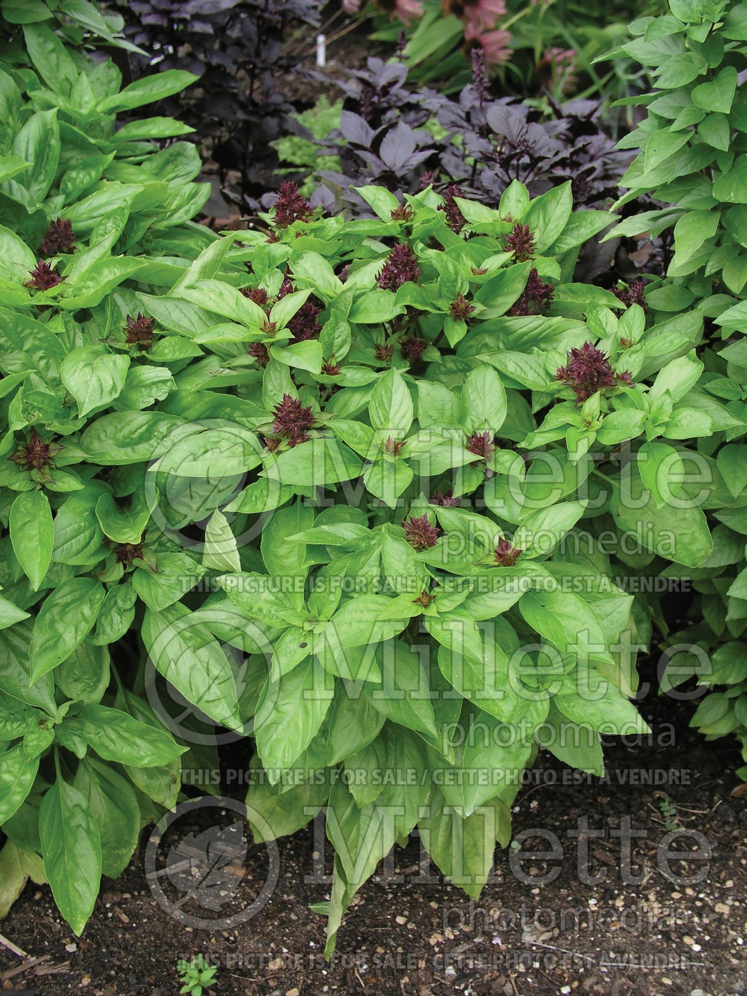 Ocimum basilicum var. thyrsiflora (Thai Basil) 3