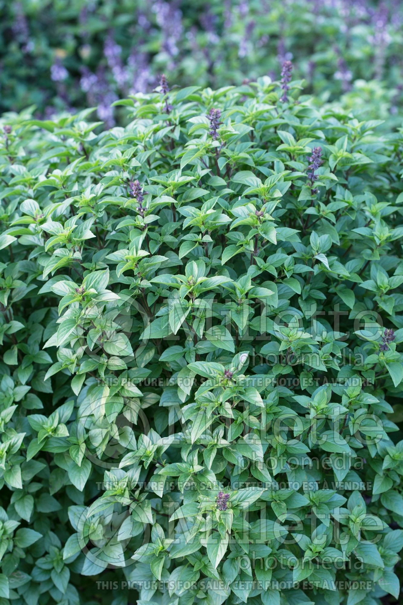 Ocimum Herbalea Habana (Basil herb) 1