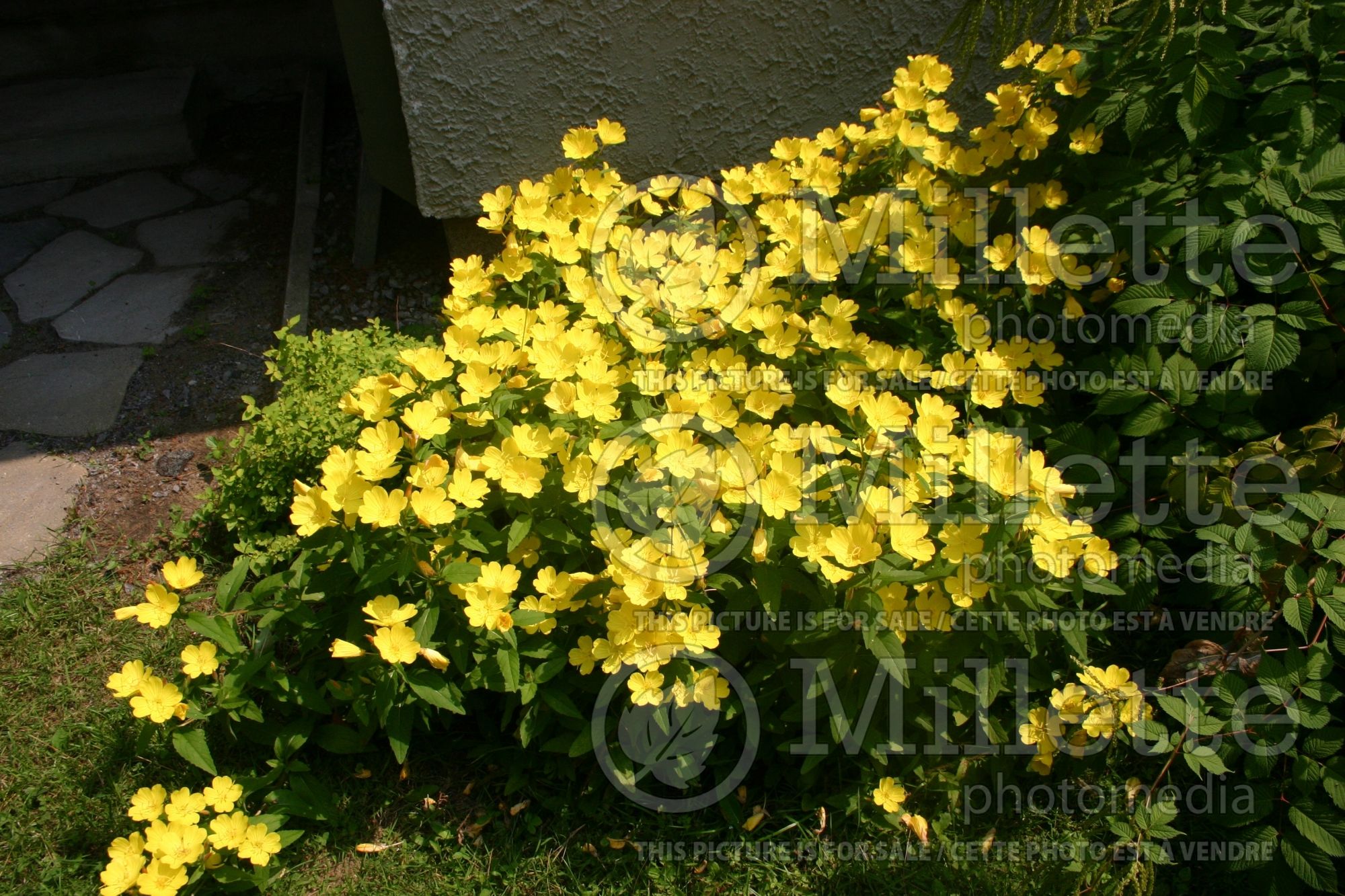 Oenothera fruticosa (Sundrops evening primrose) 3