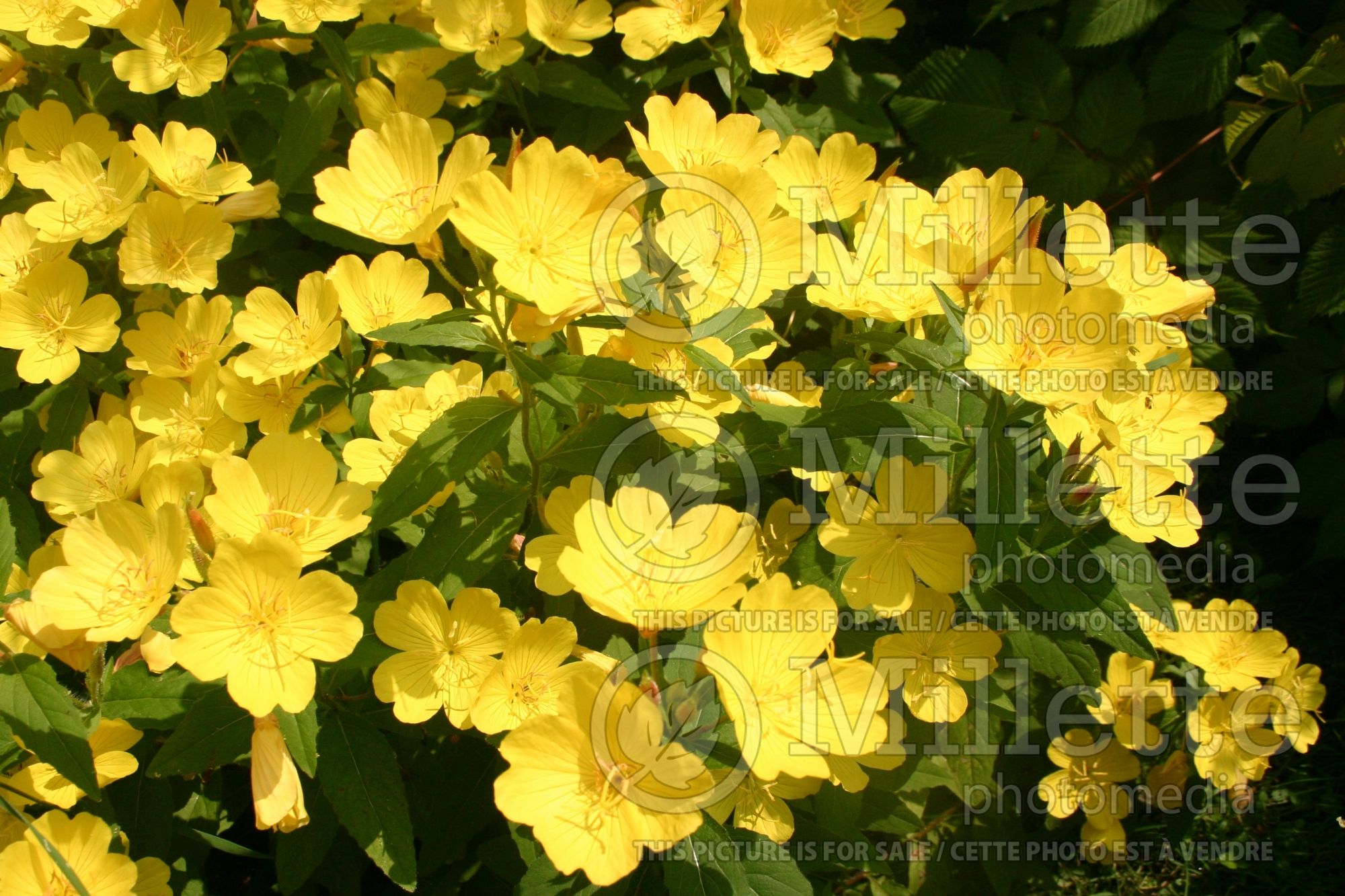 Oenothera fruticosa (Sundrops evening primrose) 4