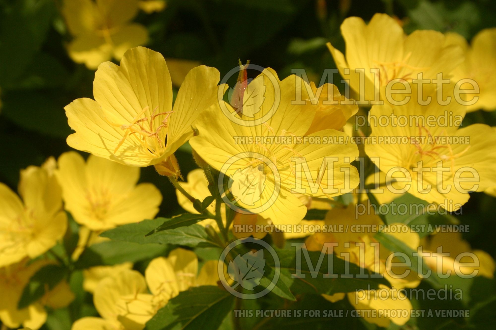 Oenothera fruticosa (Sundrops evening primrose) 5