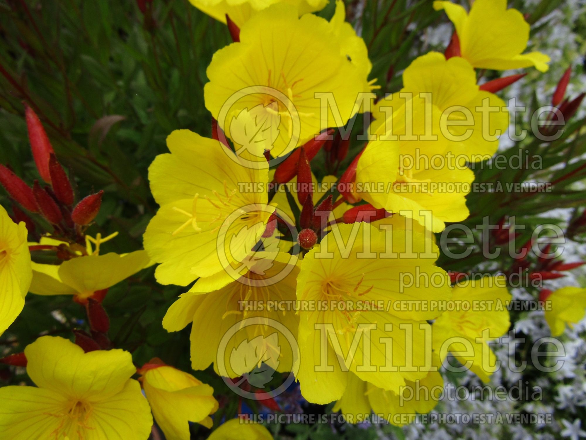 Oenothera Sonnenwende (Sundrops evening primrose) 2